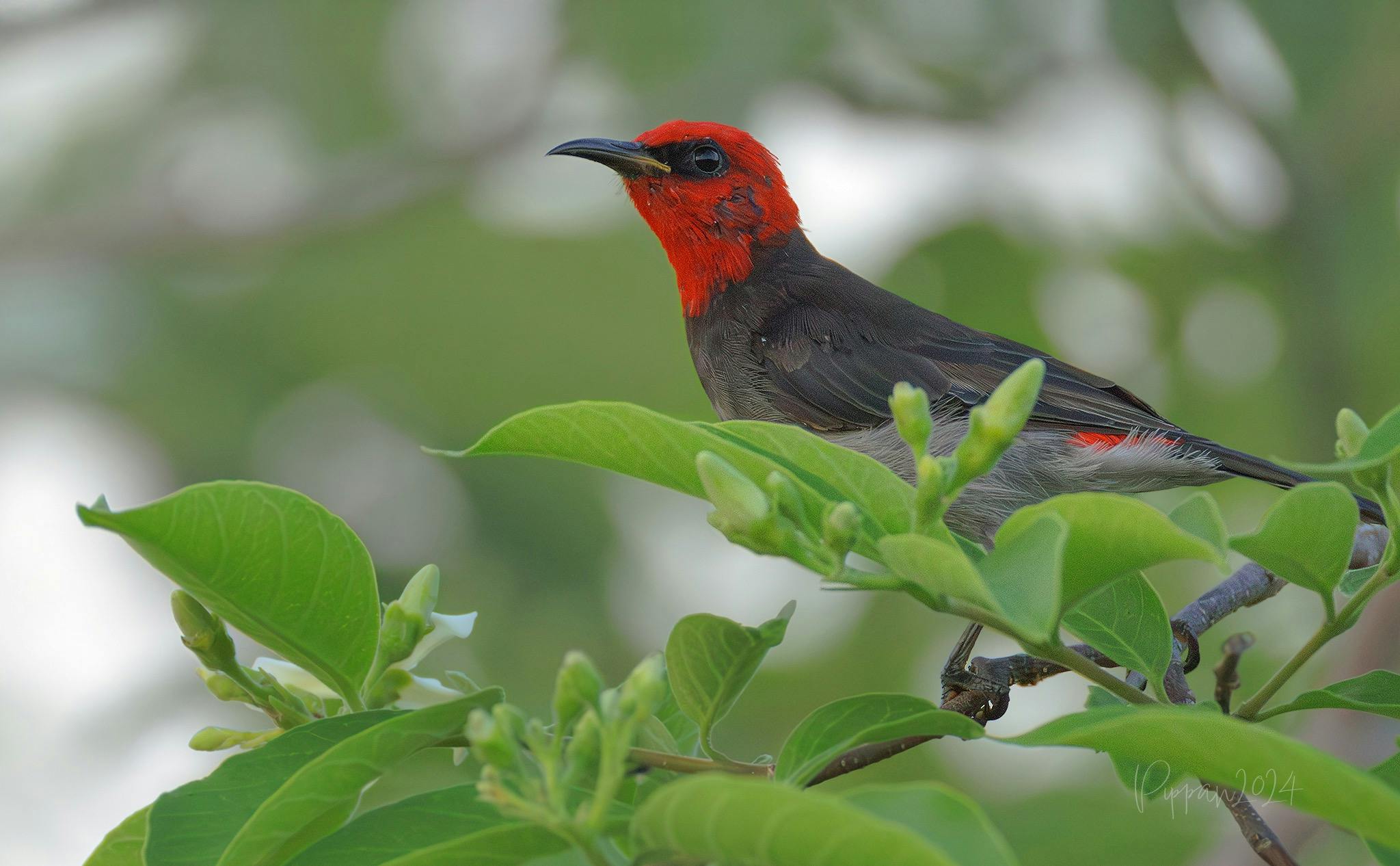 Red-headed Honeyeater, Myzomela erythrocephala, at Rapid Creek, Darwin, Northern Territory
