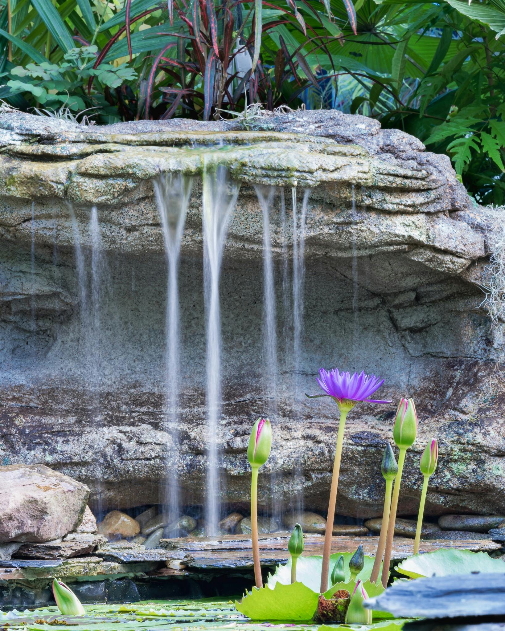 Friends of Geelong Botanic Gardens