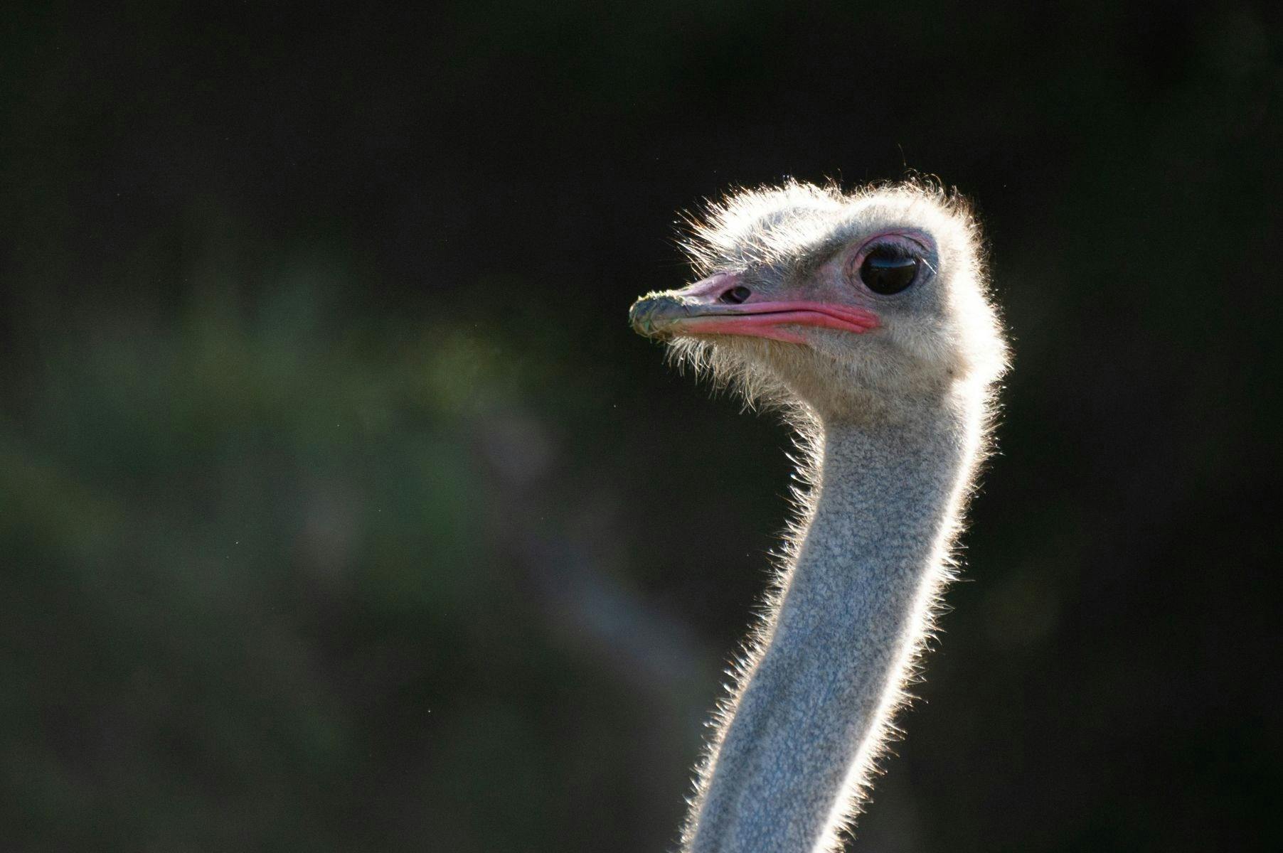Emu