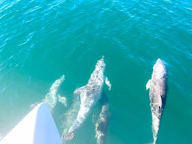 Coffin bay dolphins swimming with Sunset Charters luxury sailing catamaran