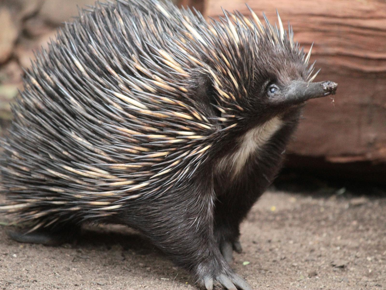 Echidna at WILD LIFE Sydney Zoo
