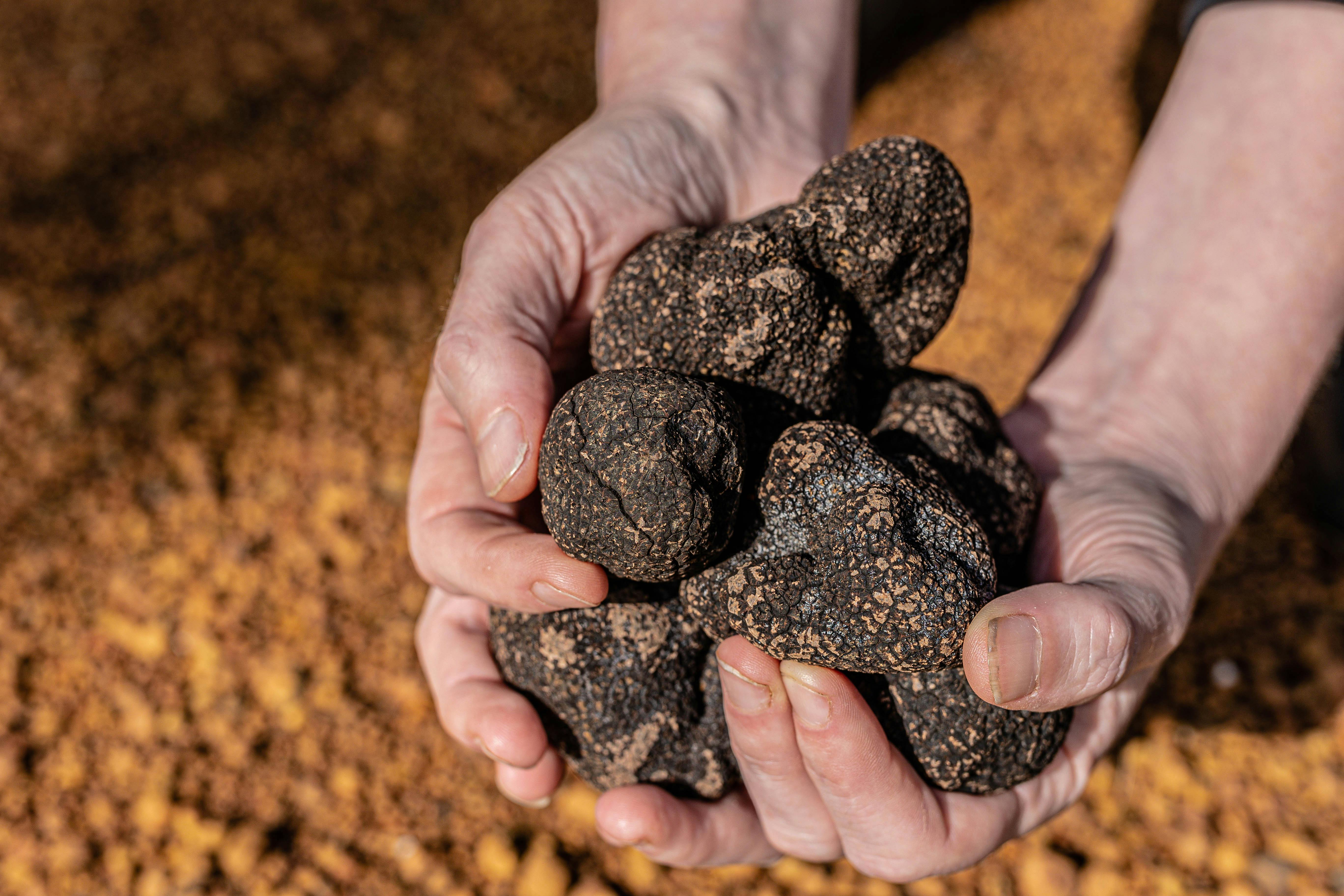 Stonebarn truffles, freshly dug out for our guests