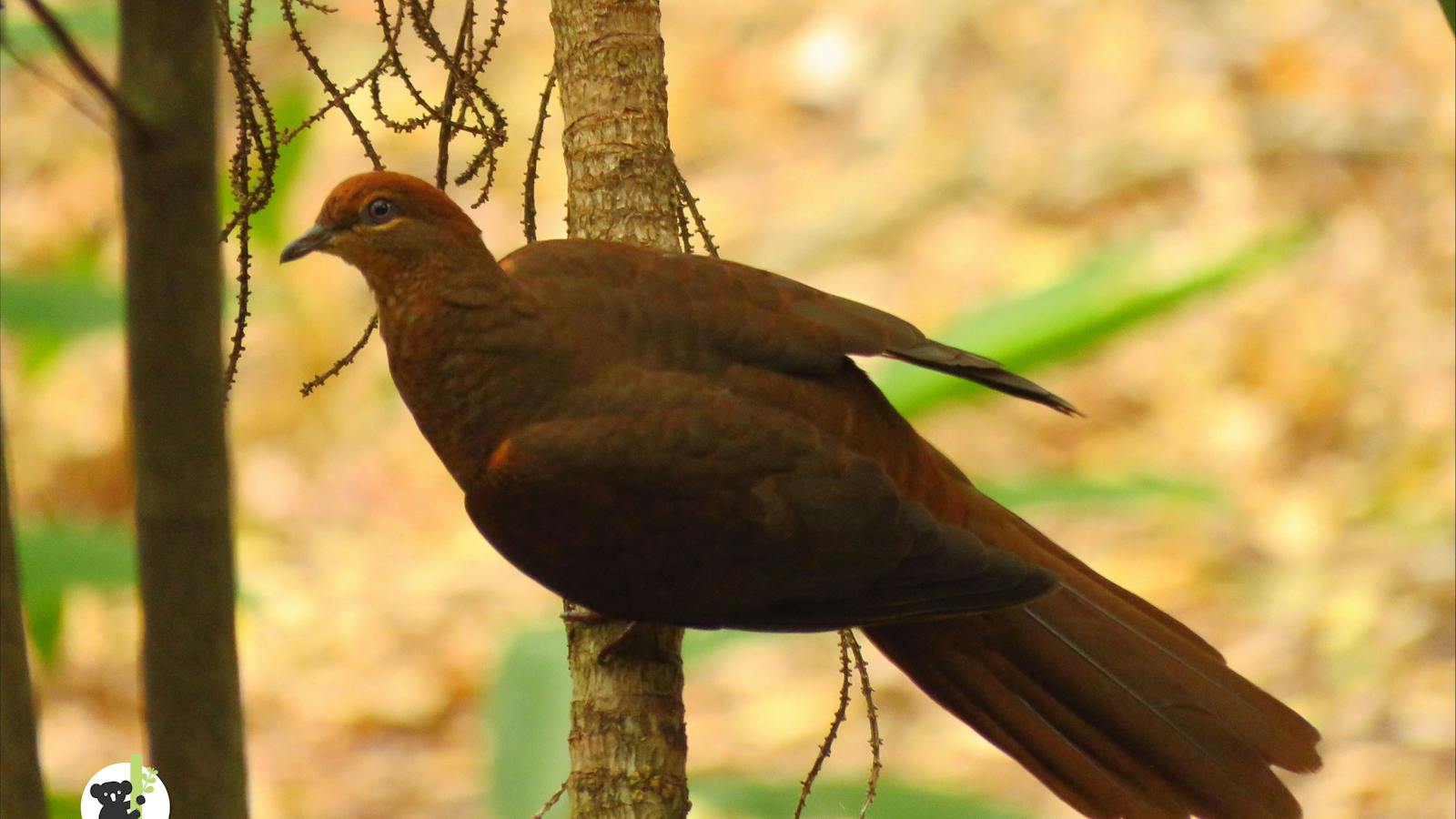 Brown Cuckoo Dove