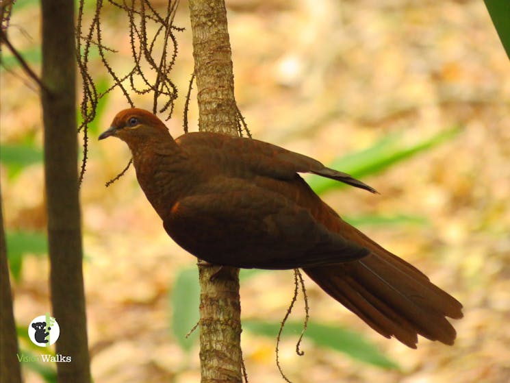 Brown Cuckoo Dove