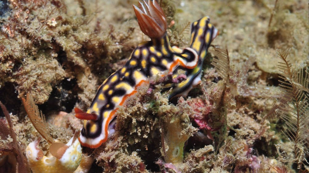 Magnetic Island Dive Site