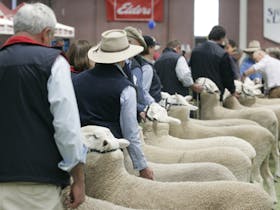 Australian Sheep and Wool Show Cover Image