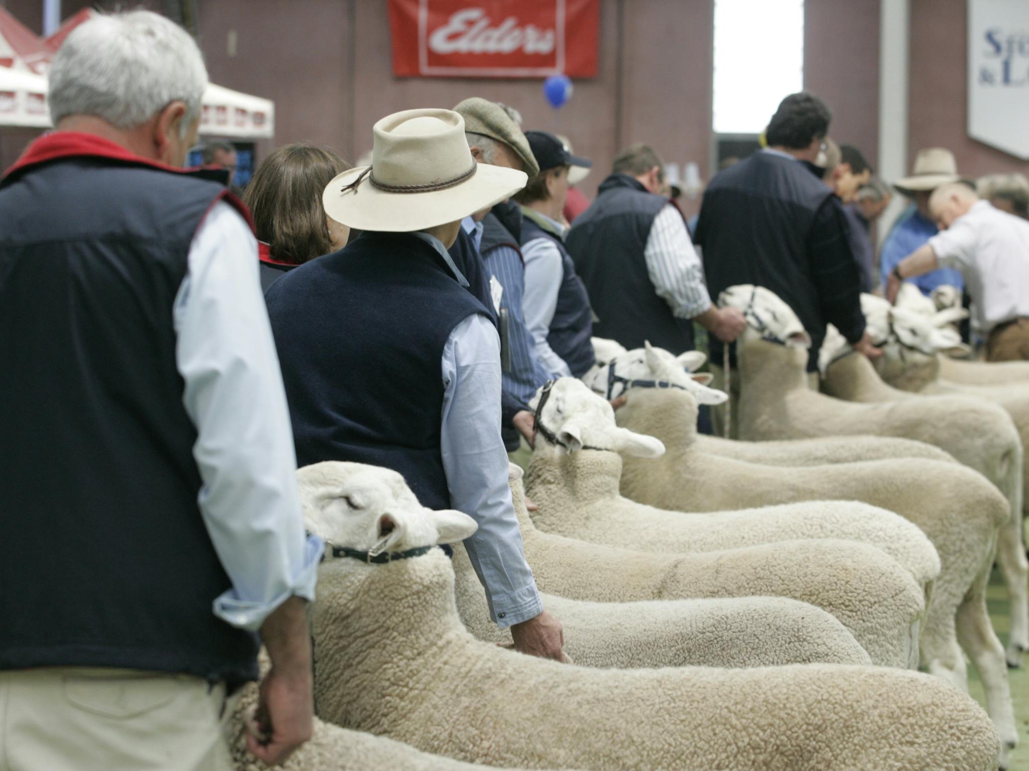 Australian Sheep and Wool Show