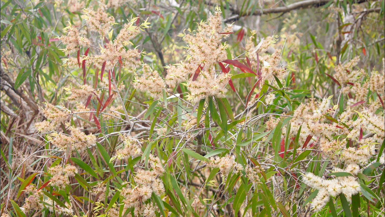 Baldwin Swamp Environmental Park
