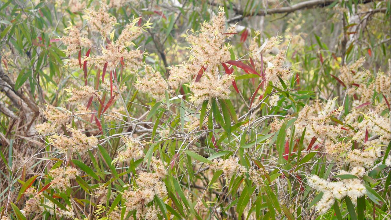Baldwin Swamp