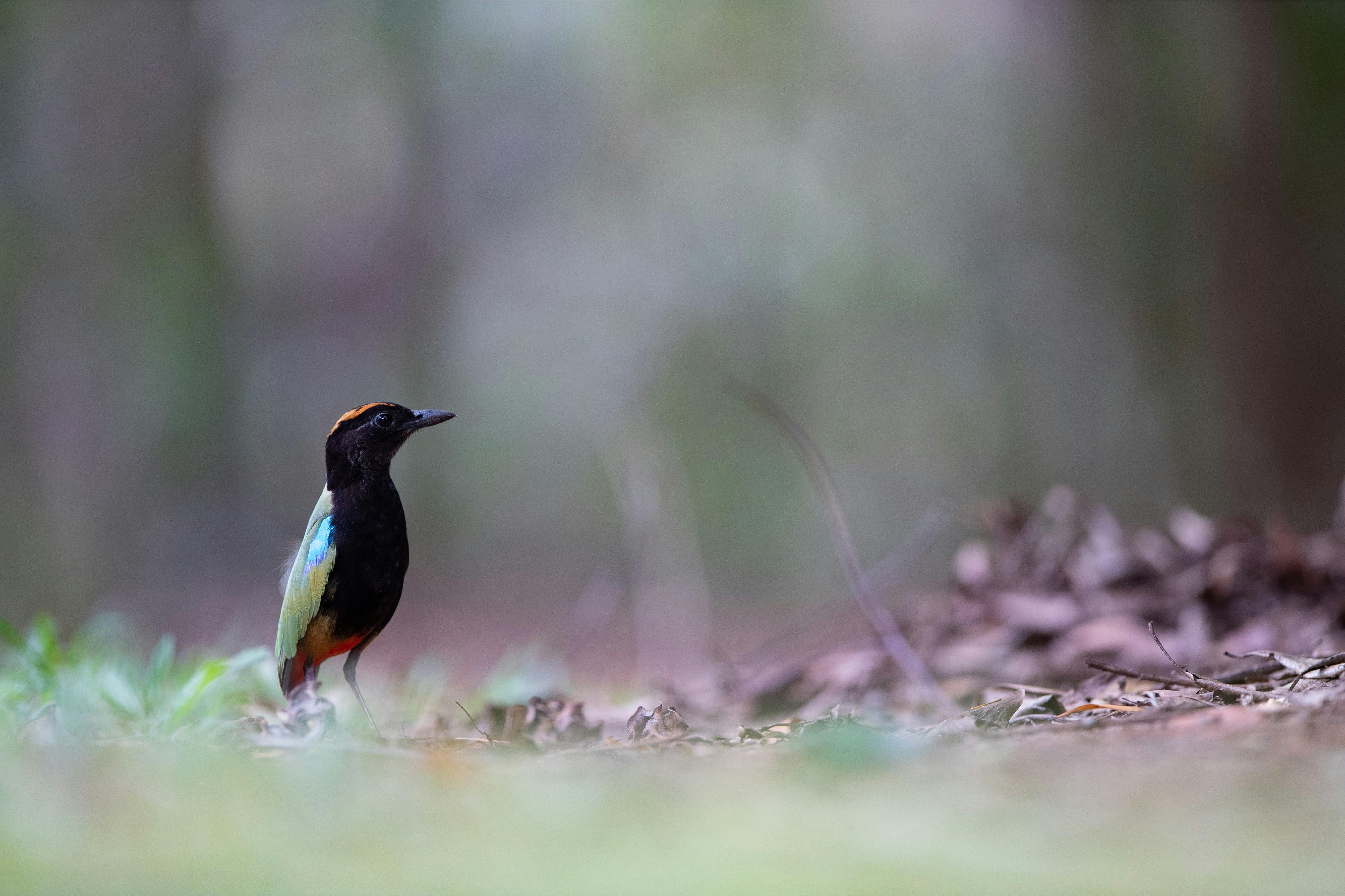 Photographing Rainbow Pitta