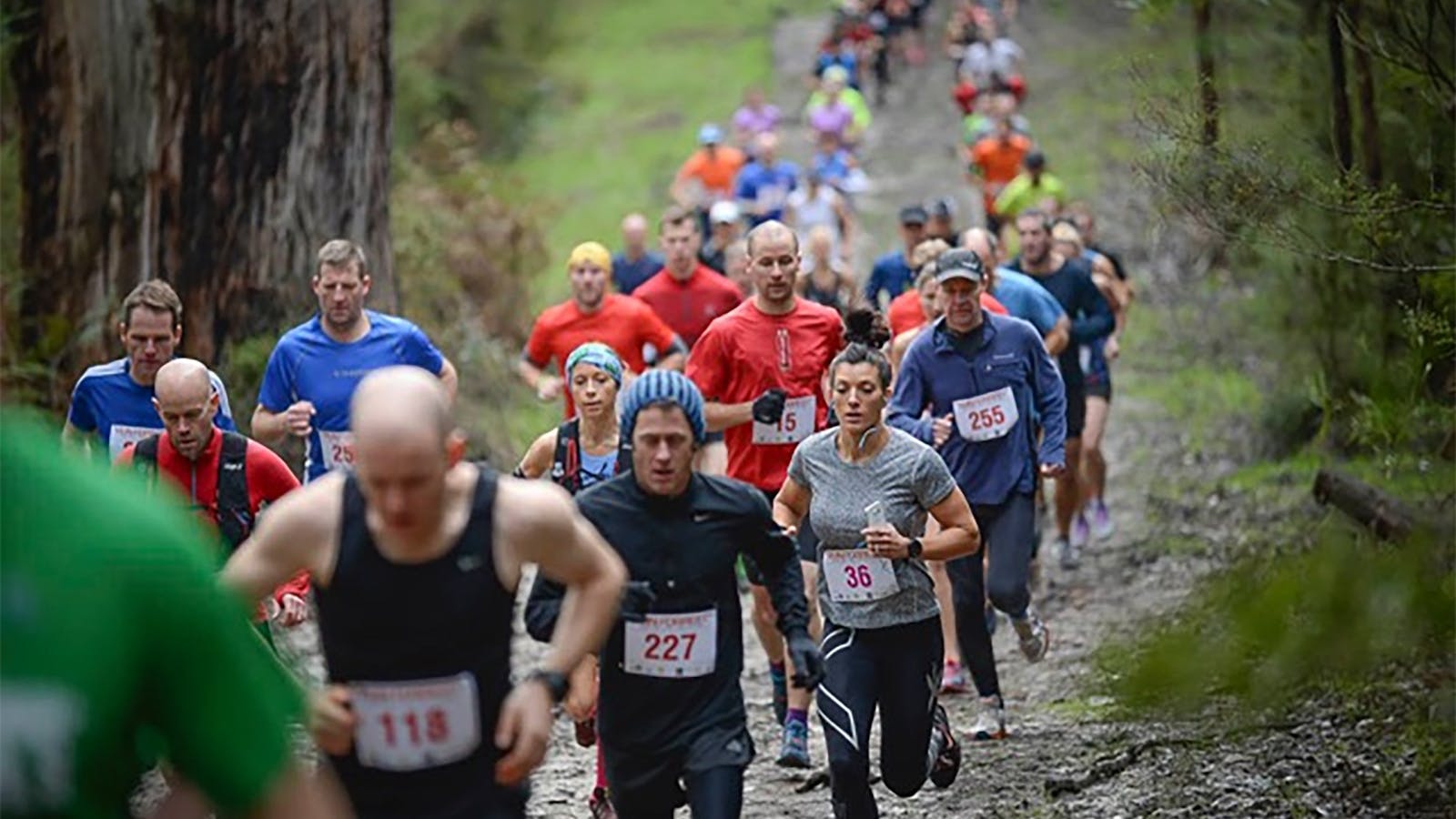 Run Forrest Trail Run