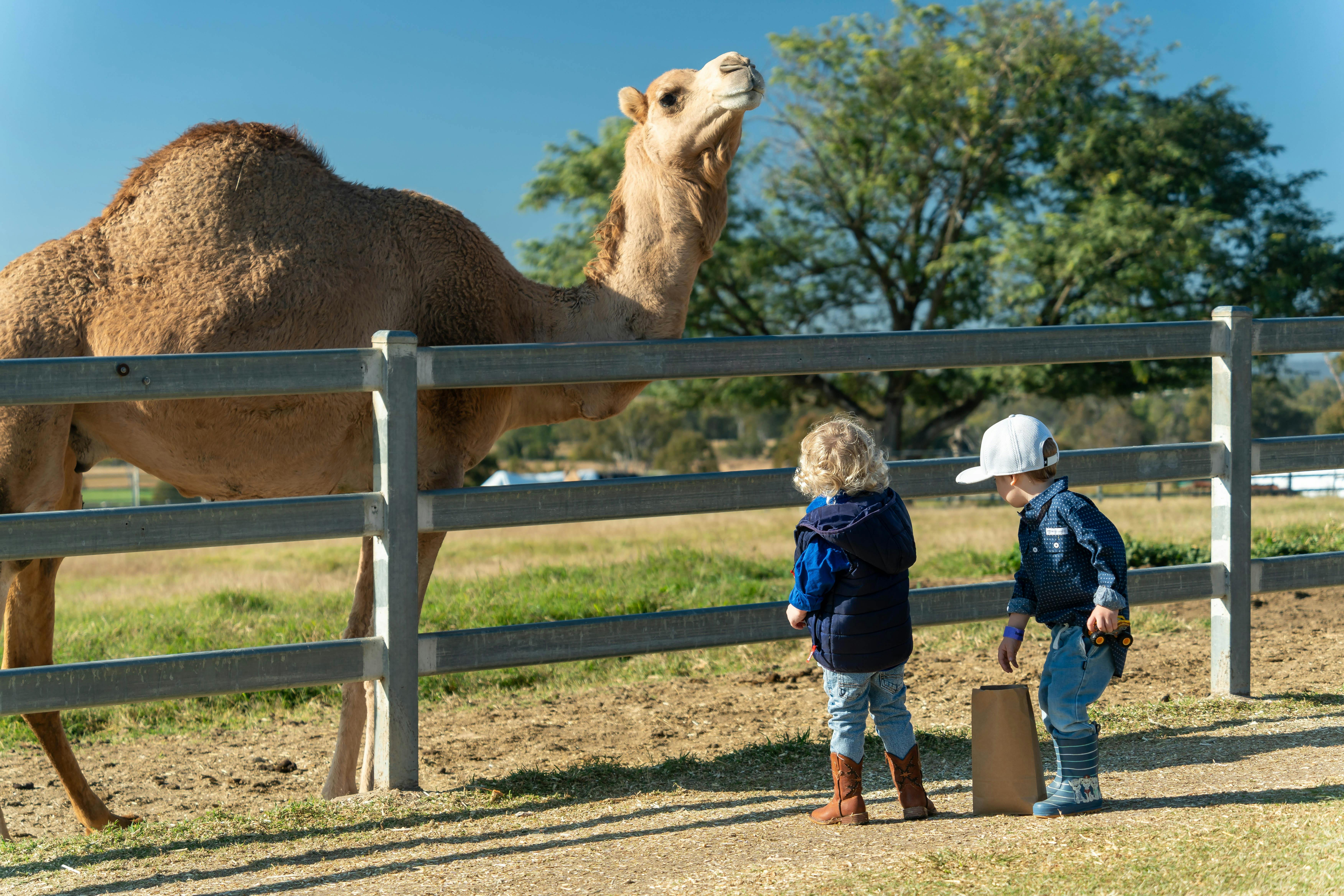 Little Farmer Humpty Day - Summer Land Camels