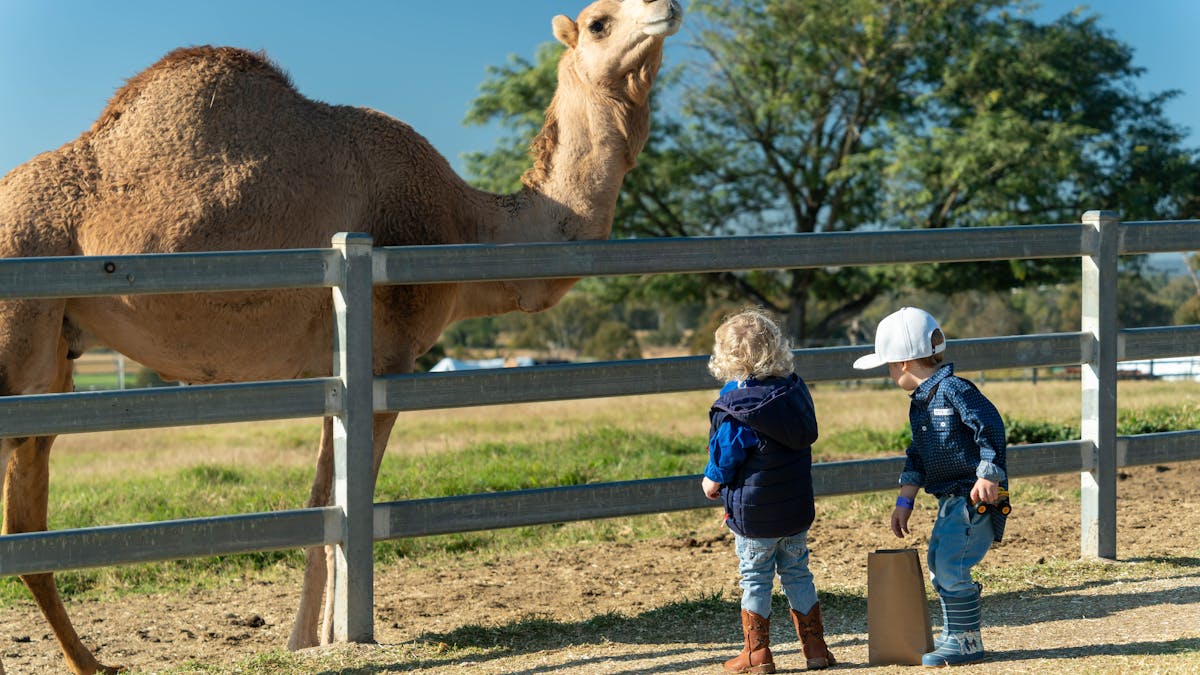 Two little boys feeding a camel in the Scenic Rim