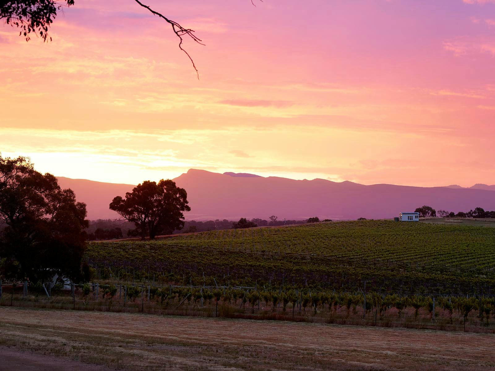 Hounds Run Vineyard - Tiny House
