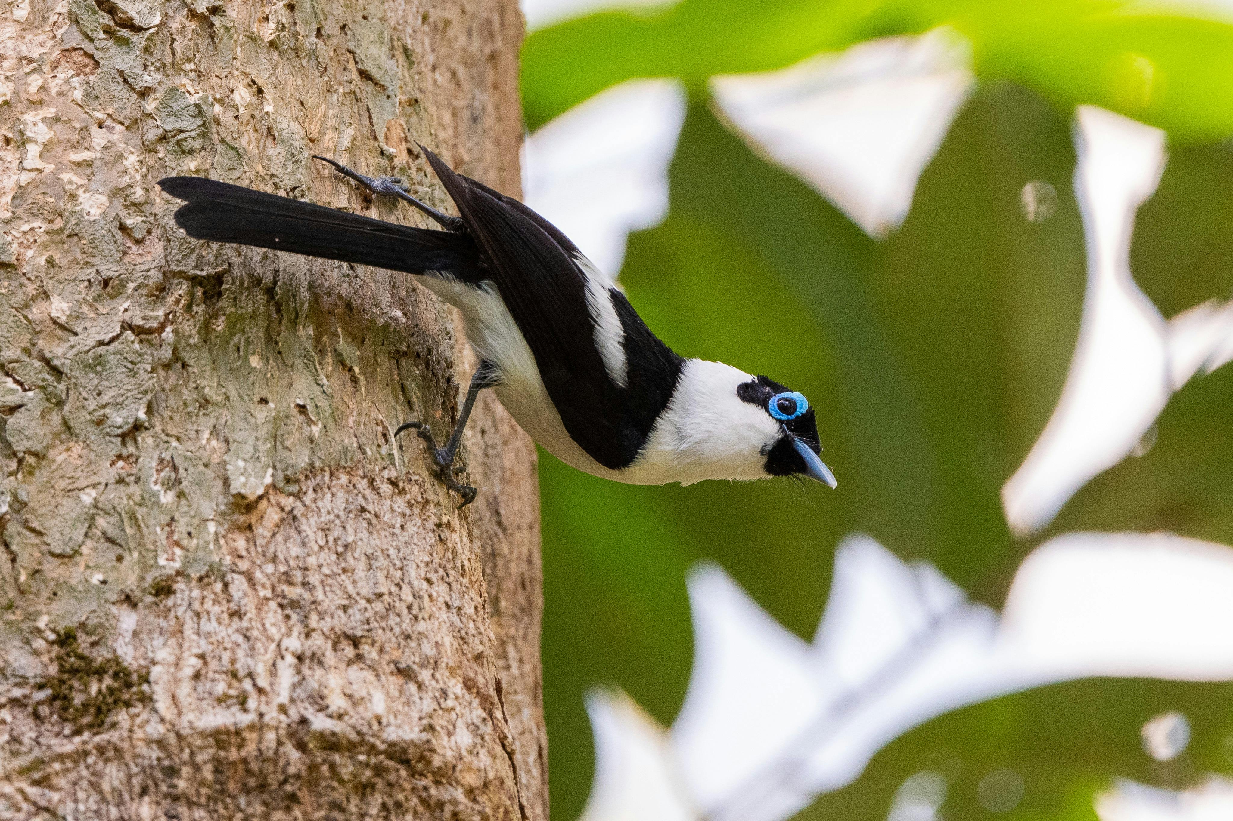 Frill-necked Monarch (Arses lorealis)