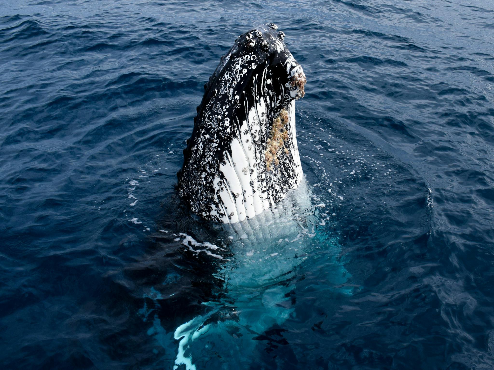 Whale Watching - Humpback Whale