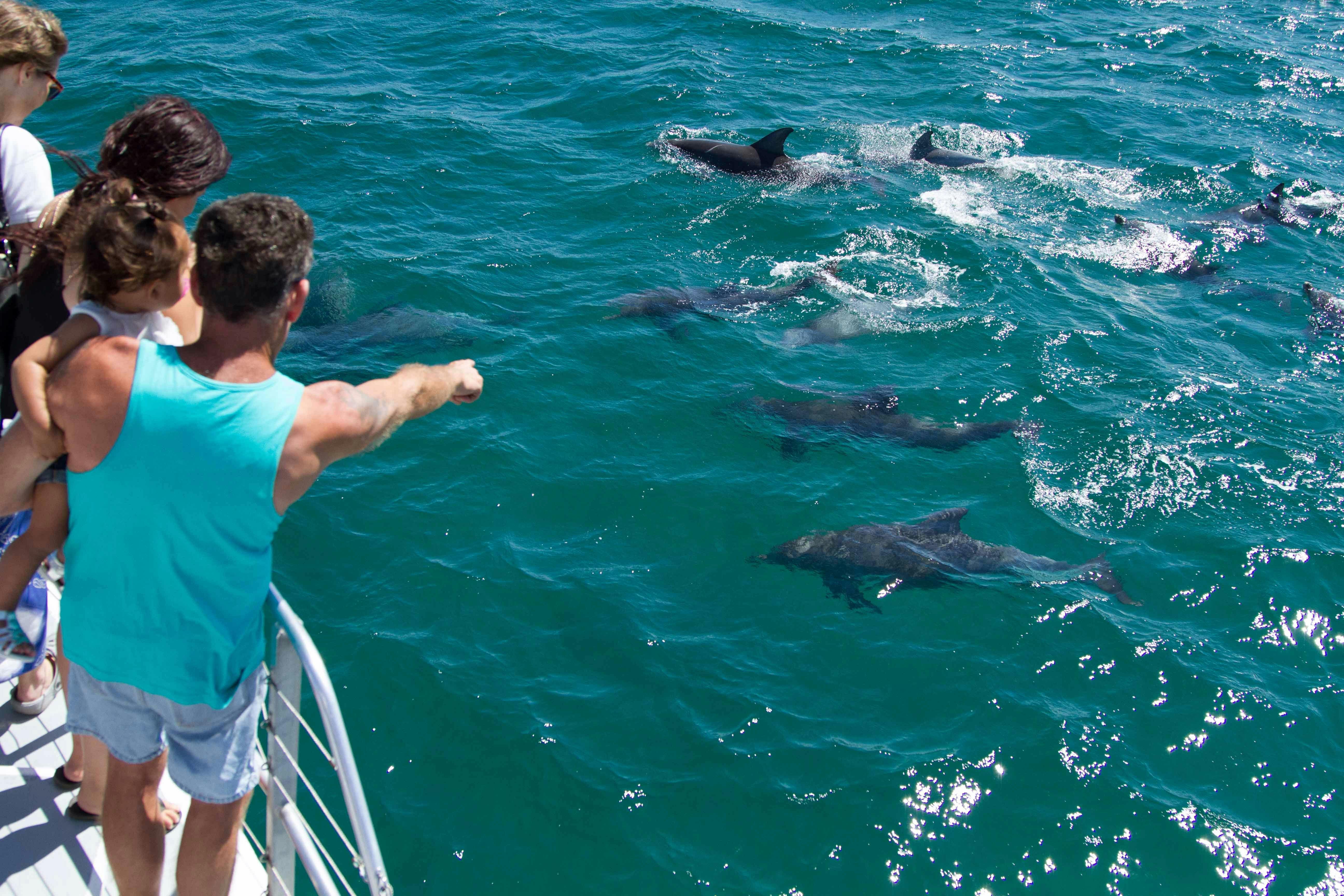 Dolphin Watch South Padre island - The Original Dolphin Watch
