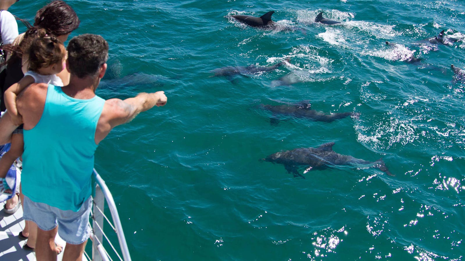 Dolphin Watch Cruises Jervis Bay