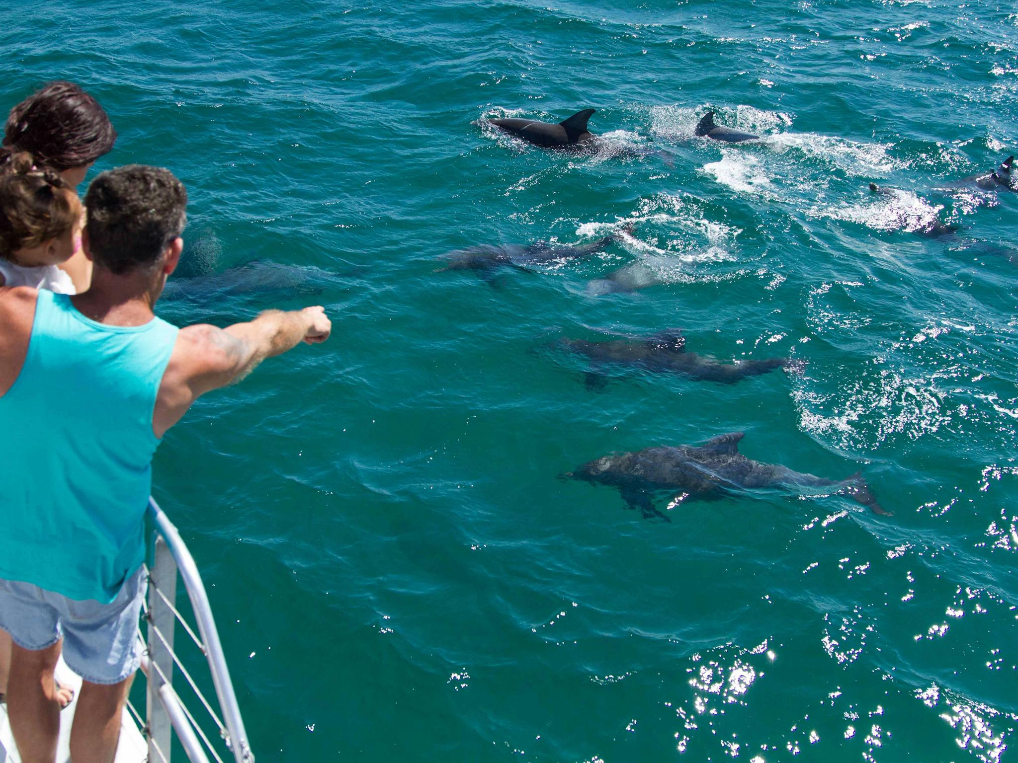 dolphin watch cruises sydney