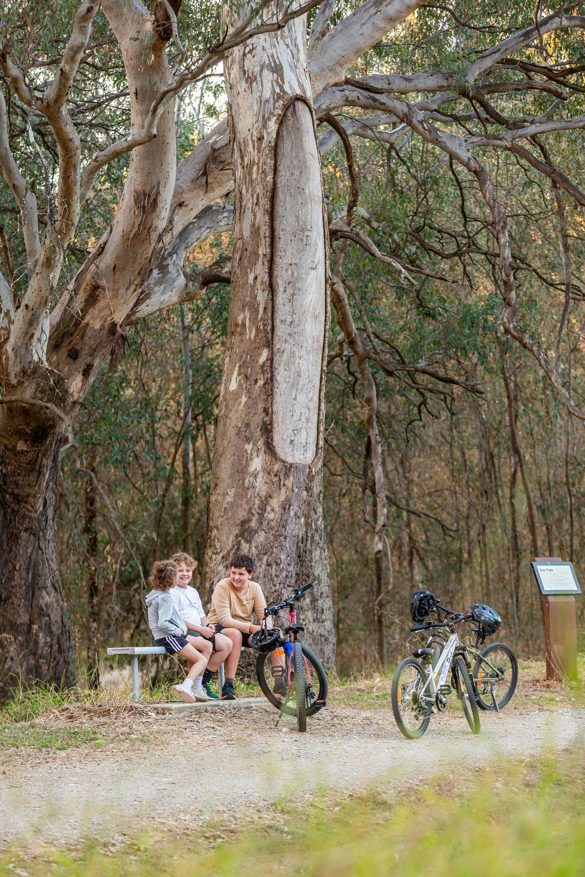 十字路口步道上的疤痕樹