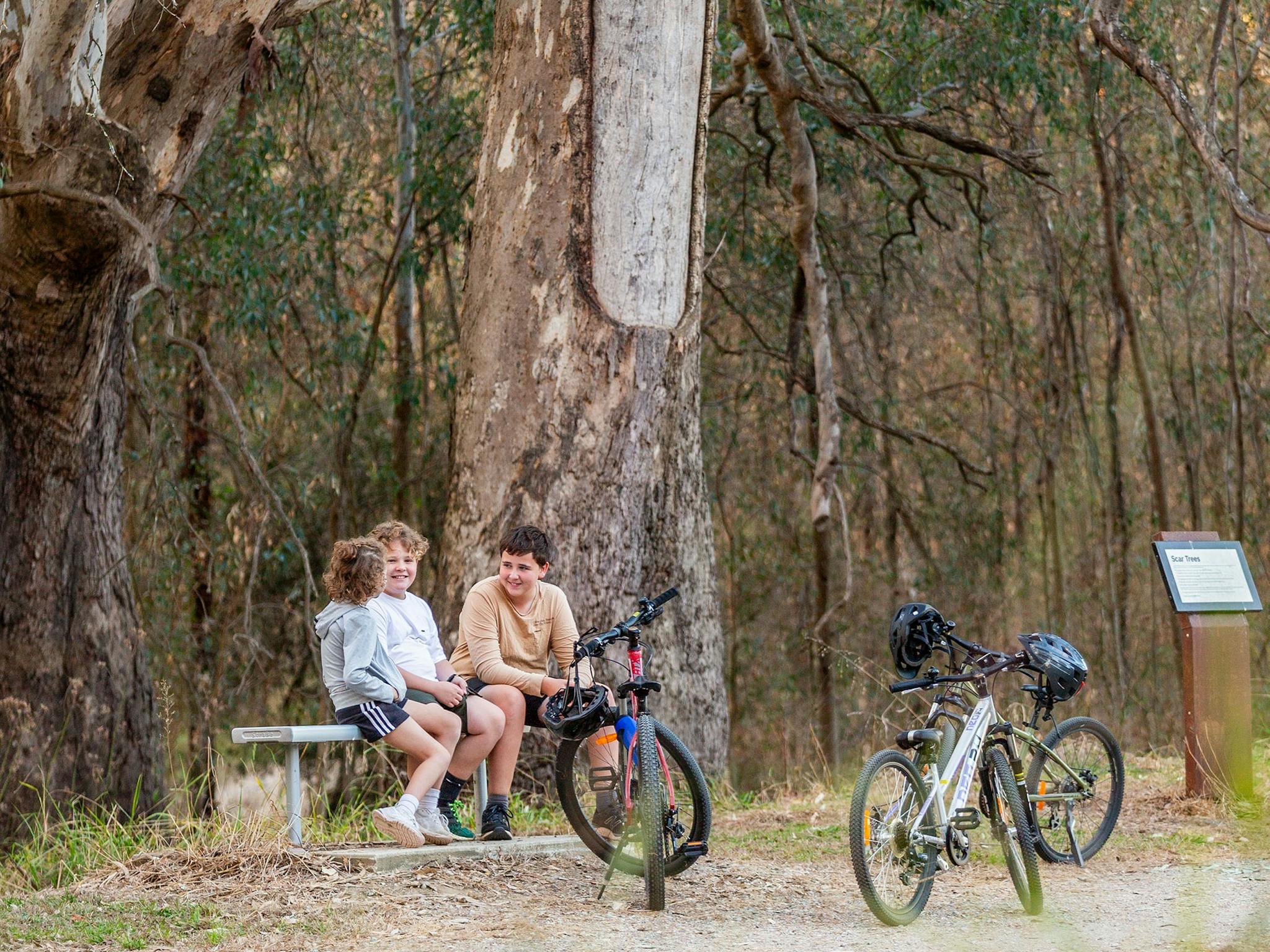 Scar tree on the Crossing Place Trail