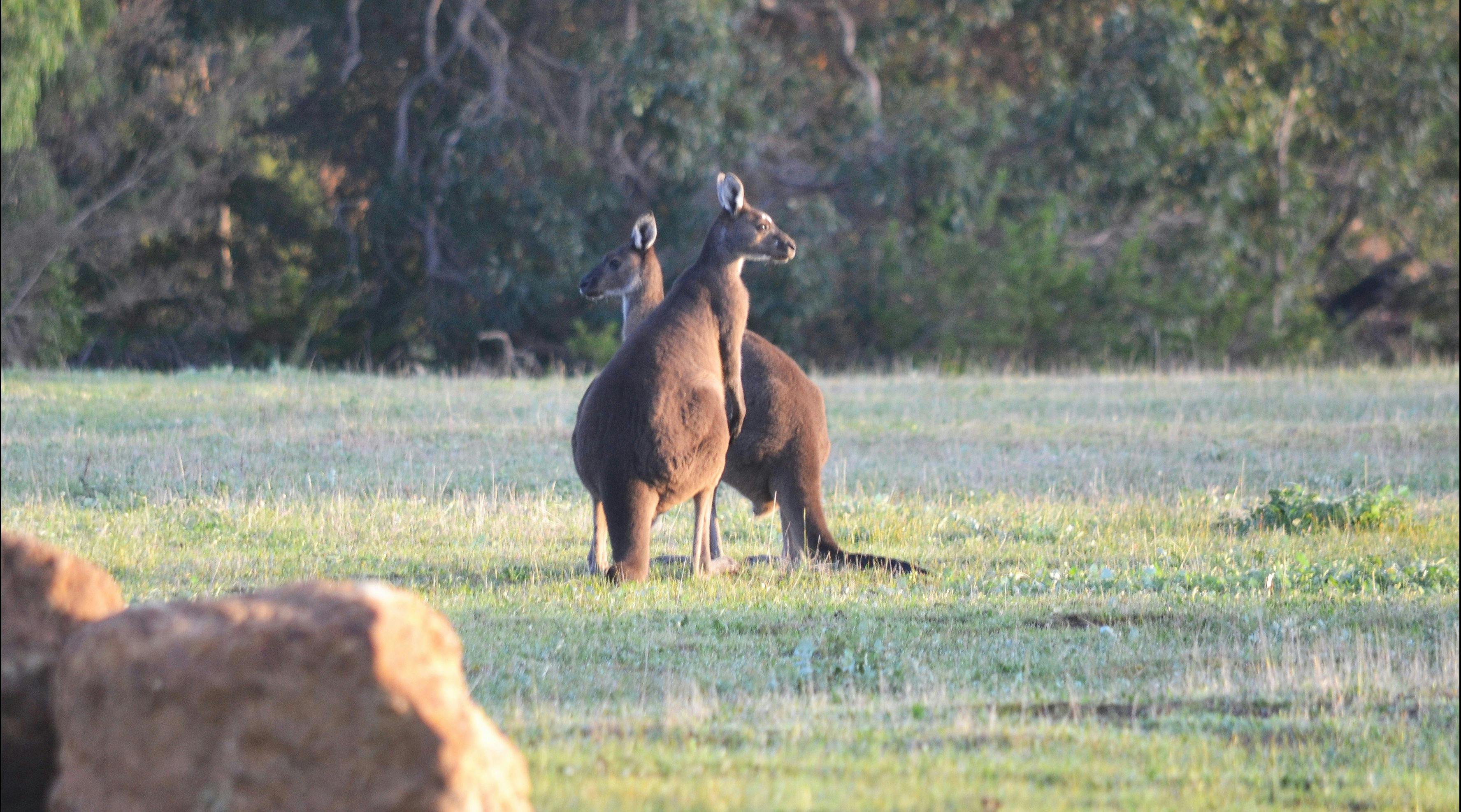 Yallingup Forest Resort
