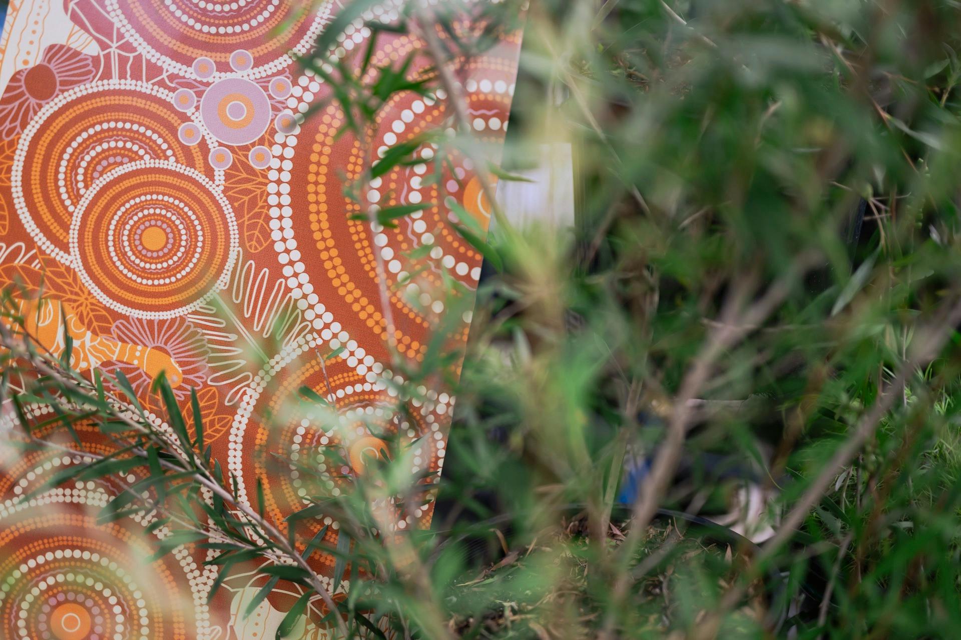 Barangaroo’s Native Living Christmas Trees