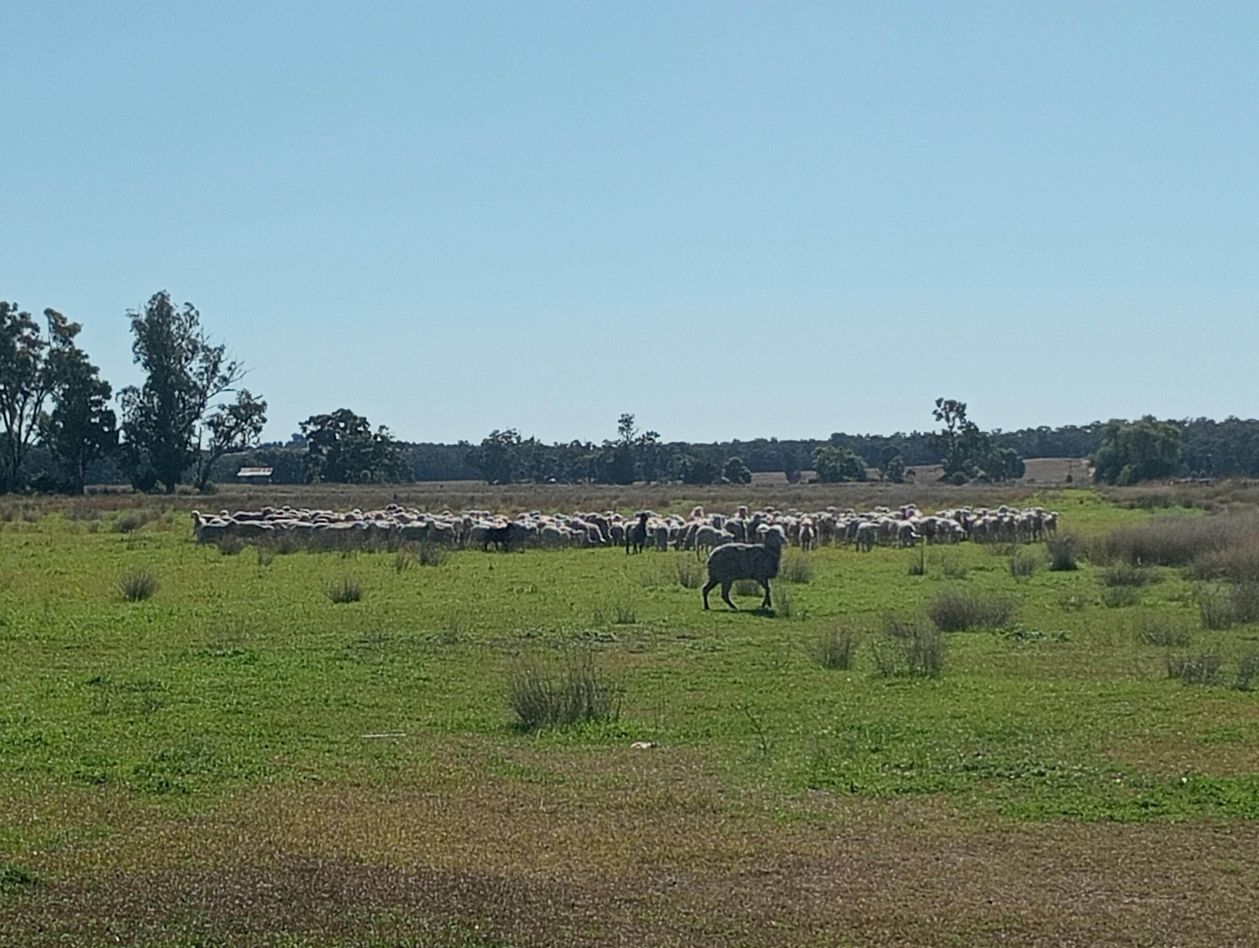 パドックからプレートまで