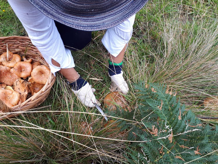 A person in a straw hat harvesting a wild mushroom from the grass with a knife.