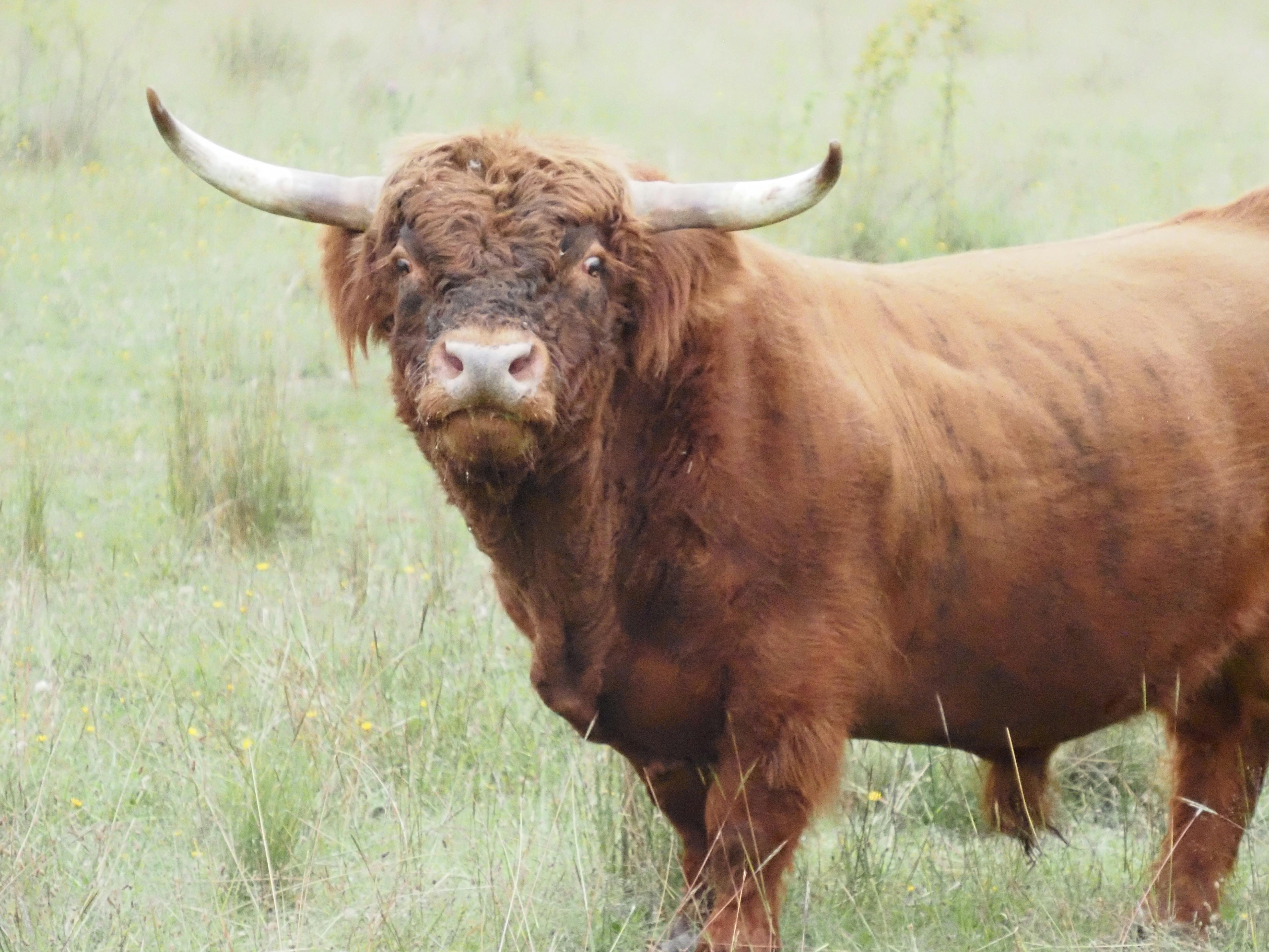 Braveheart