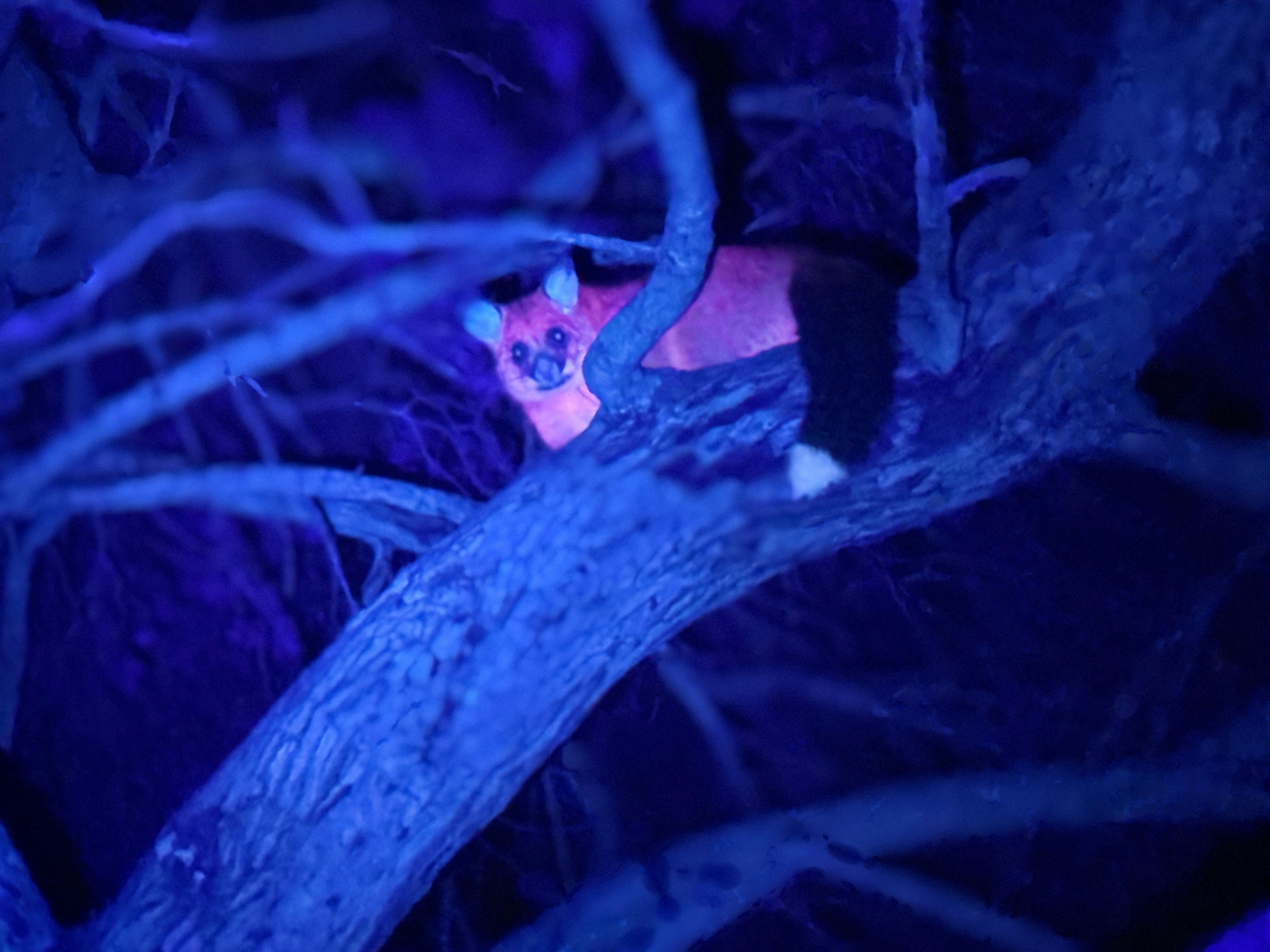 Brushtail possum glowing bright pink