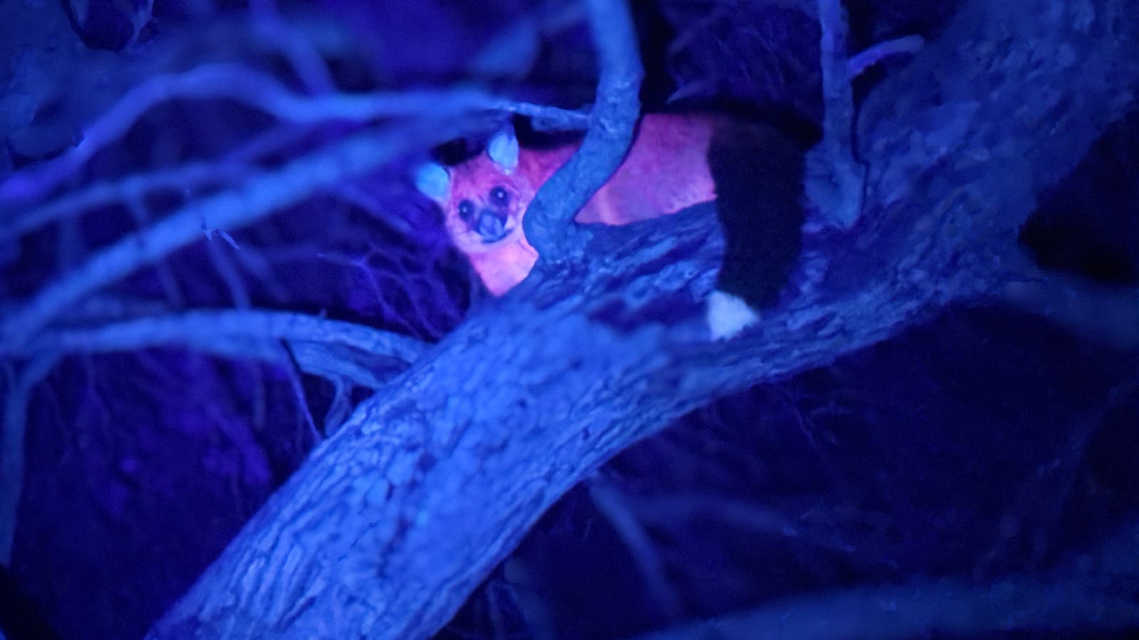 Glowing brush-tailed possum