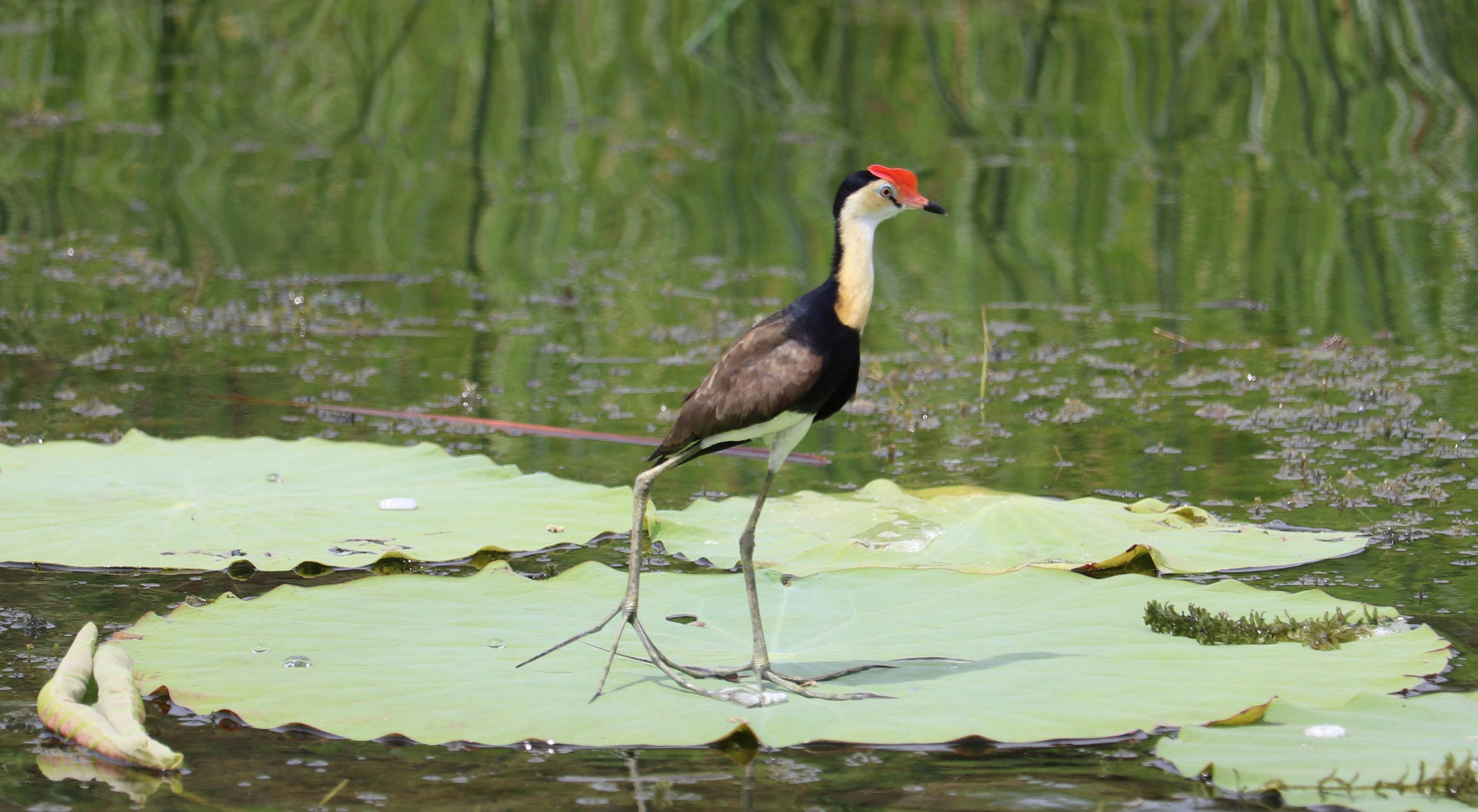 Jacana