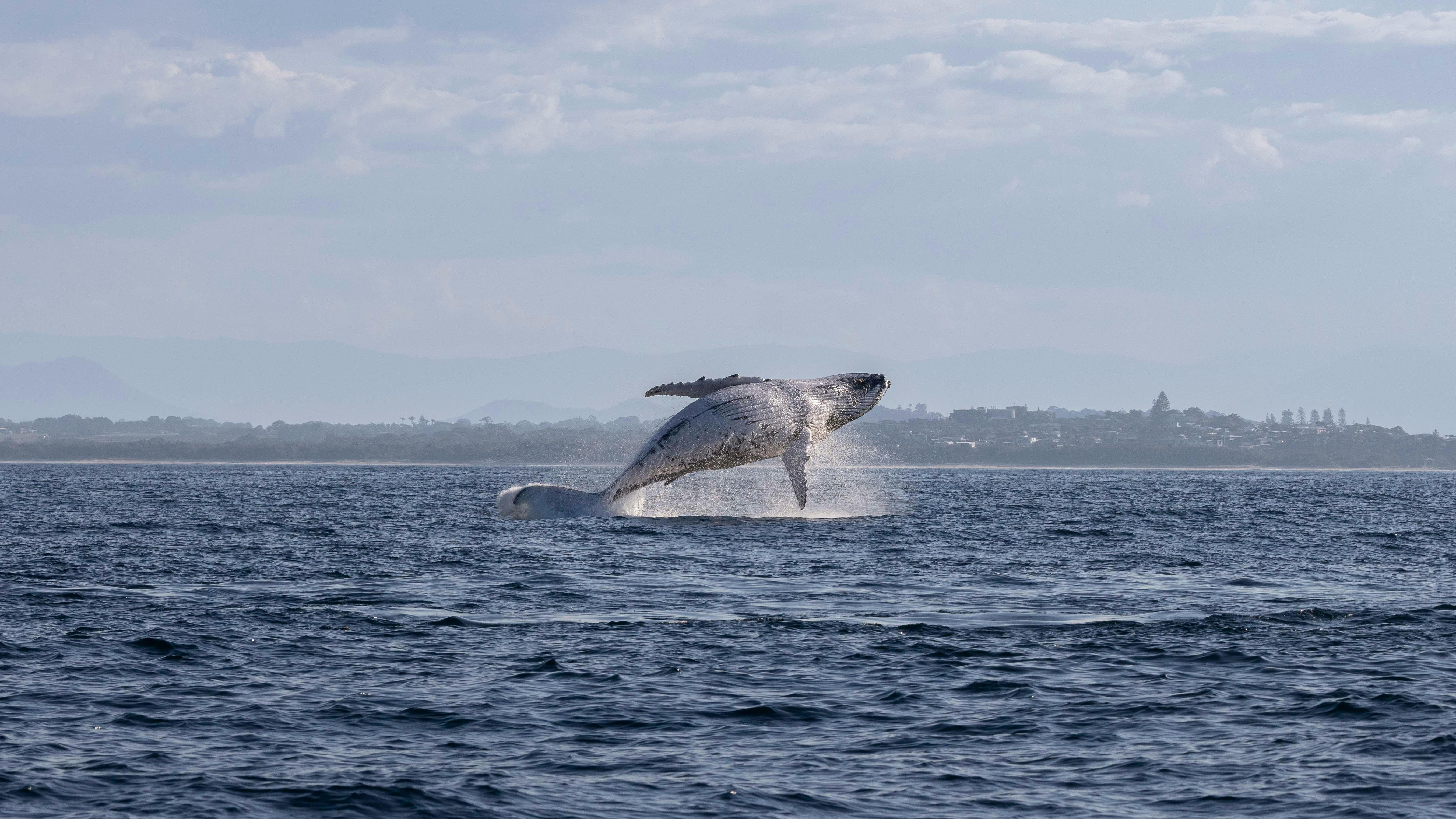 A humpback whale bursts clear out of the water.