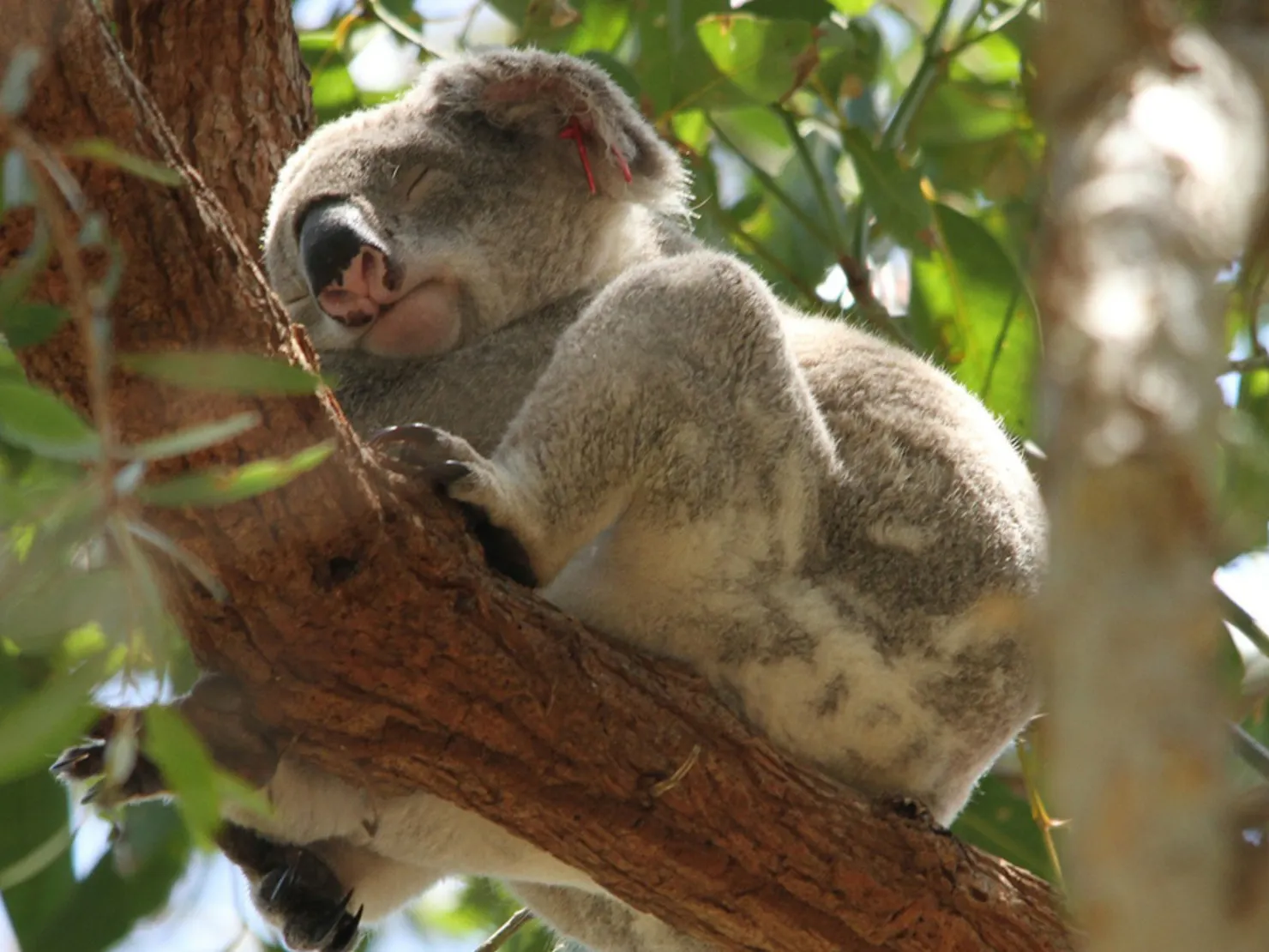 noosa solo golf tour