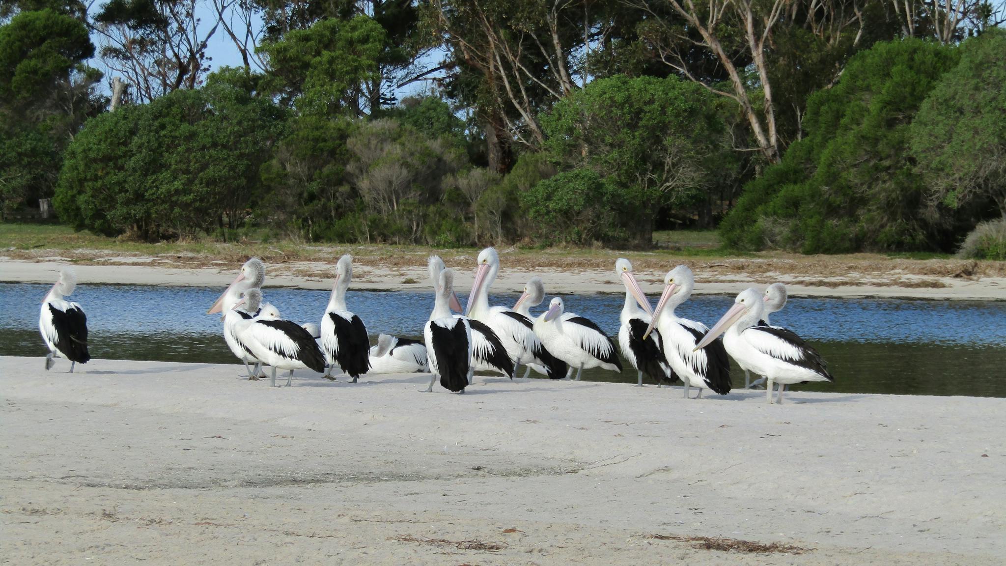 Pelicans