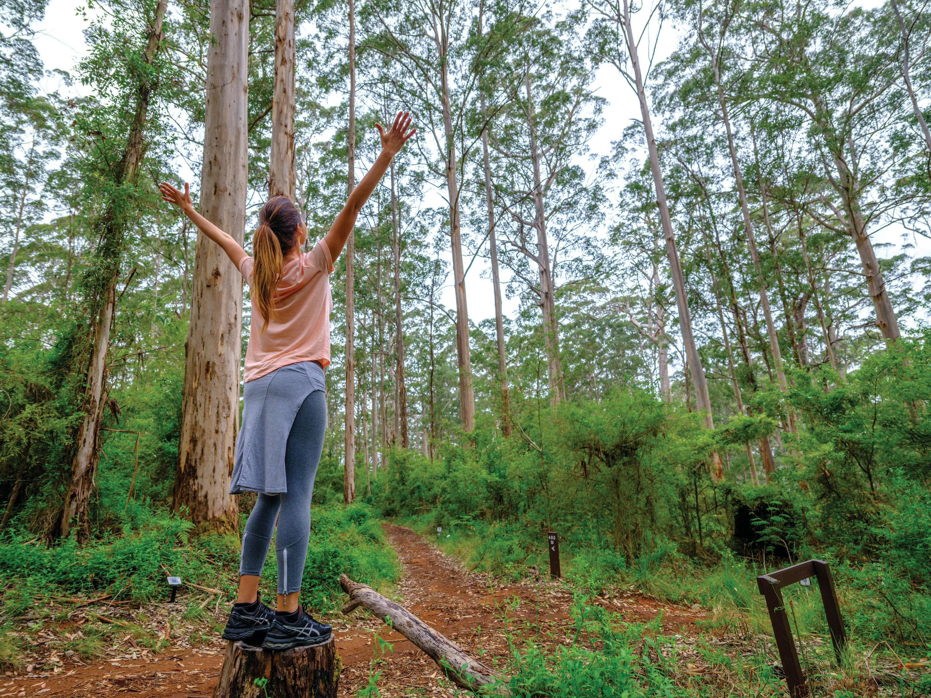 Gloucester Tree