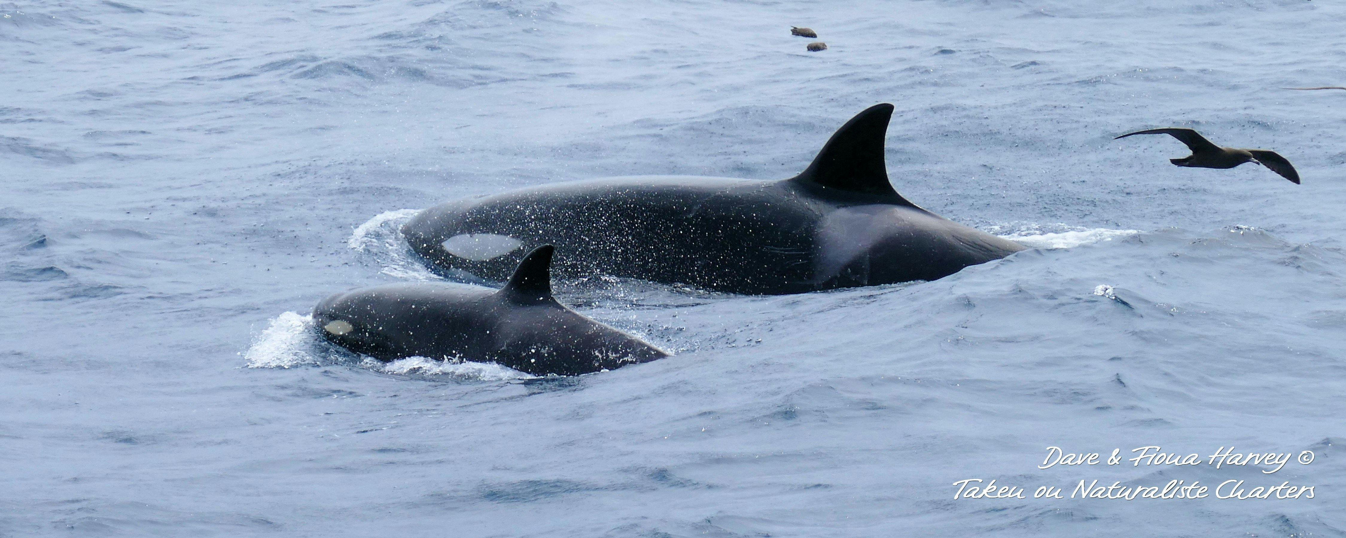 Naturaliste Charter, Dunsborough, Western Australia