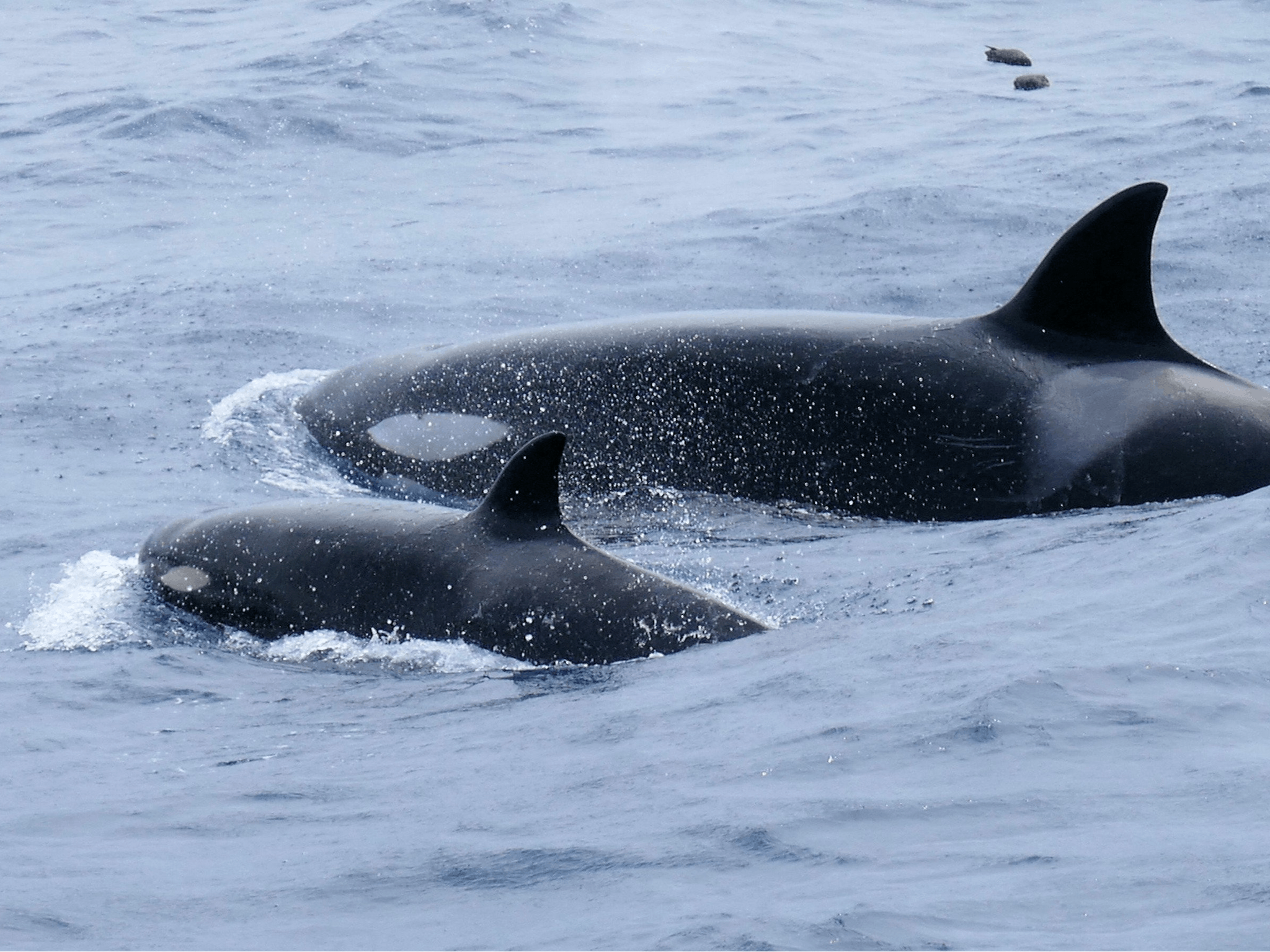 Naturaliste Charter, Dunsborough, Western Australia