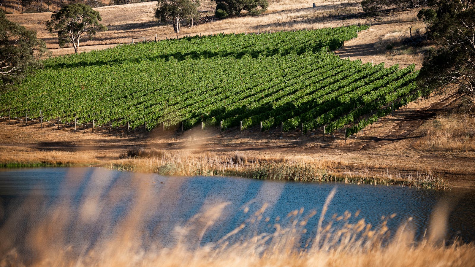 The Caledon Chardonnay grown beside the dam enjoys sheltered sunlight and cool nights.