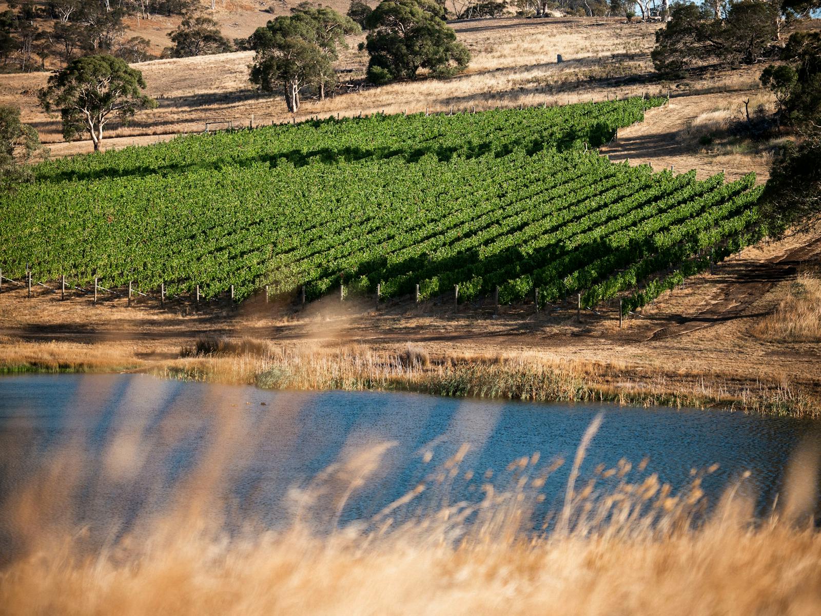 The Caledon Chardonnay block is grown beside the property's dam.