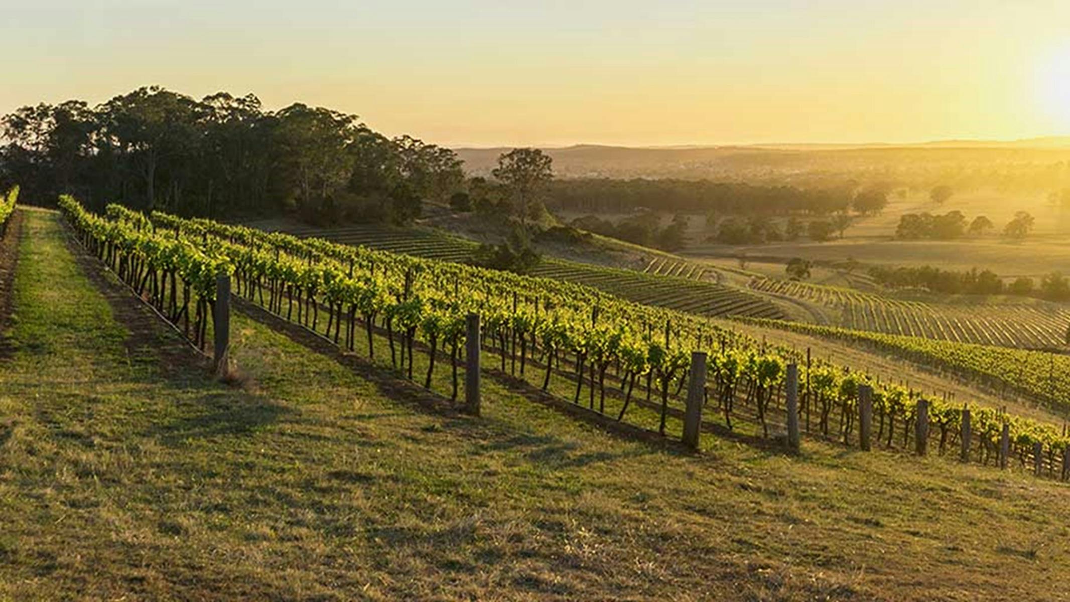 A vineyard at sunset in the Hunter Valley NSW