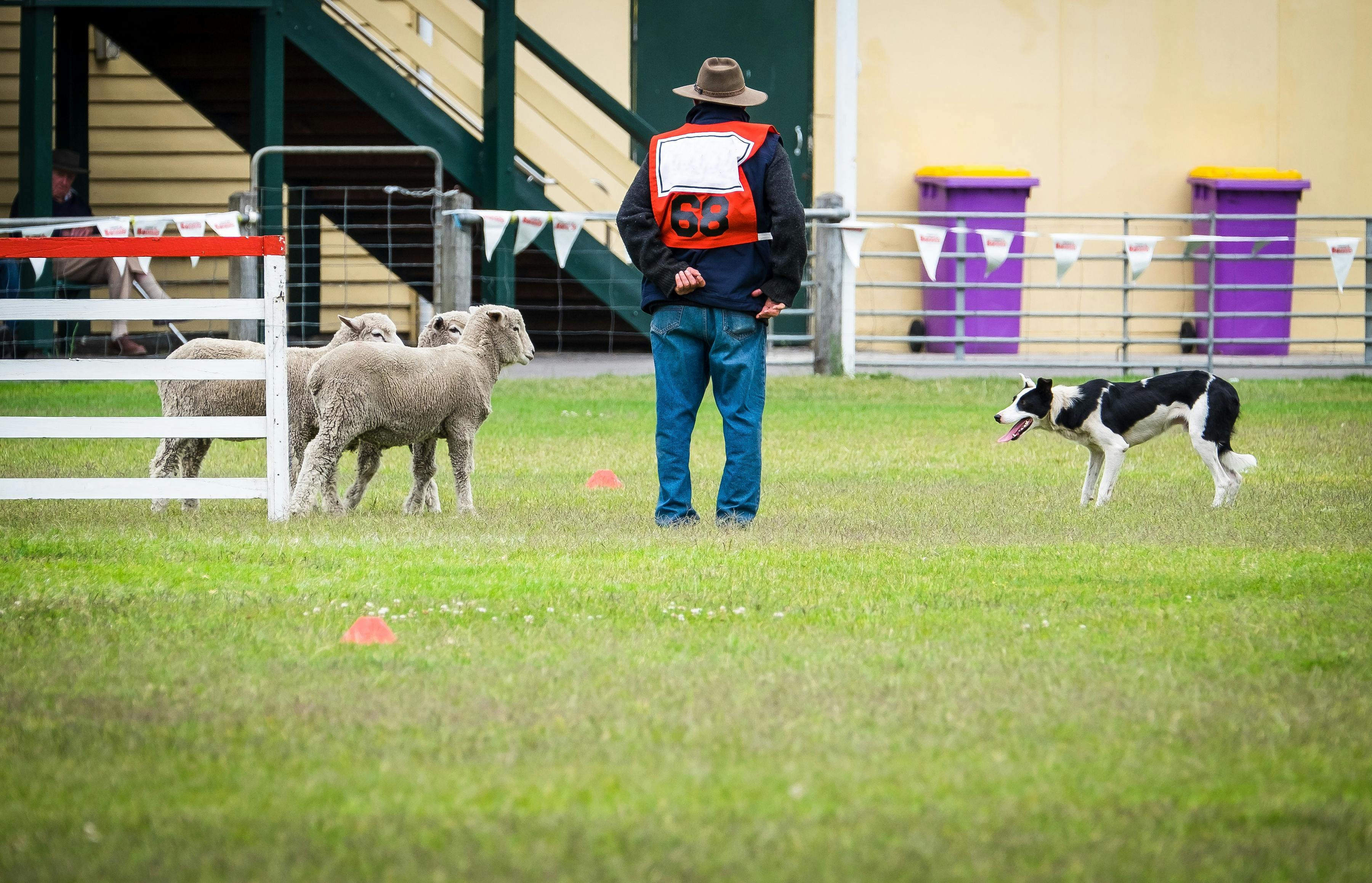 Sheep Dog
