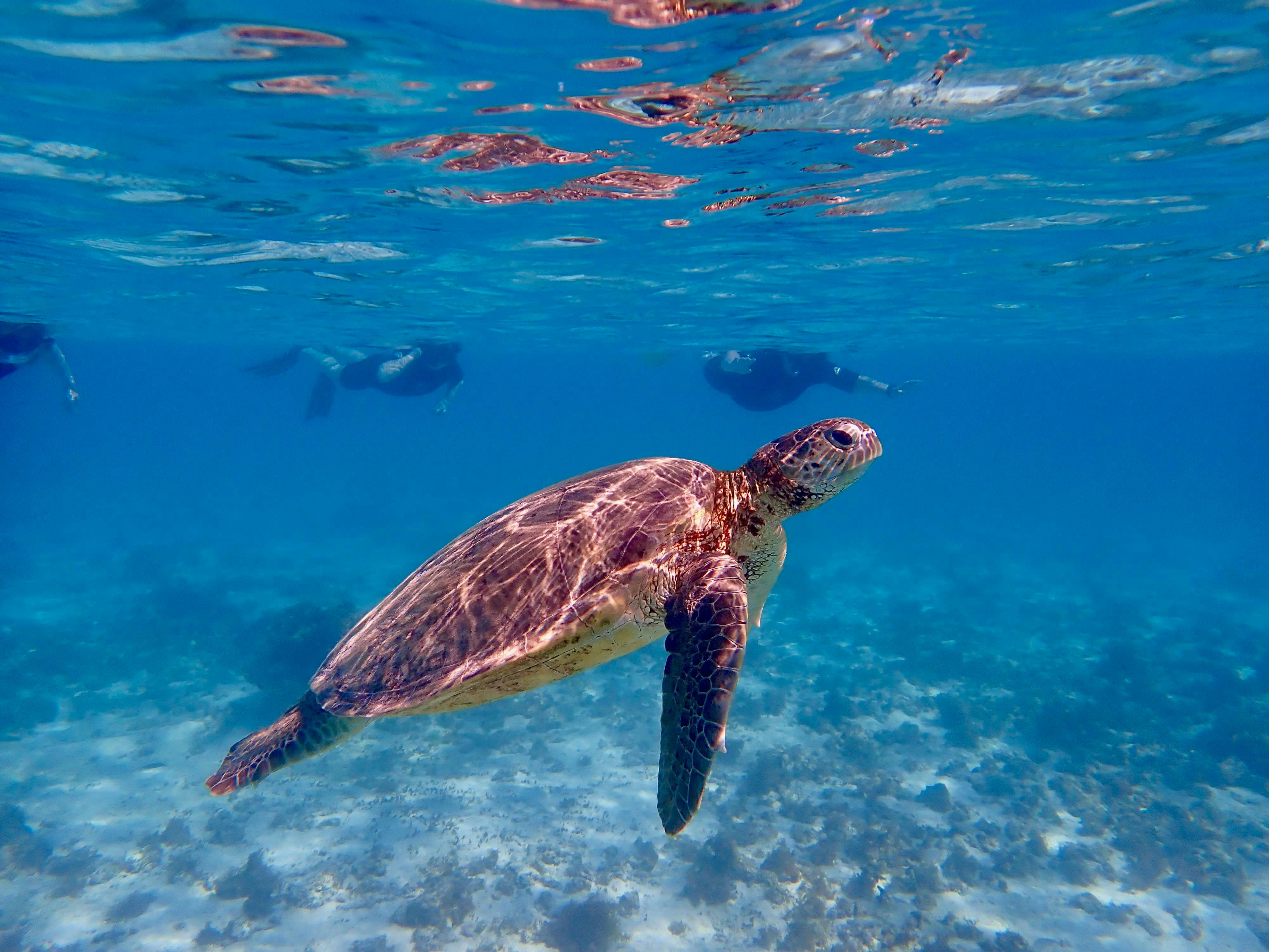 A green sea turtle swims in clear blue water, with snorkelers in the background watching