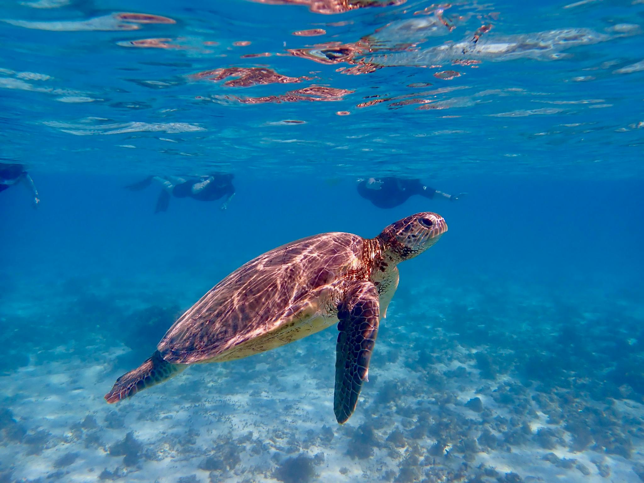 A green sea turtle swims in clear blue water, with snorkelers in the background watching