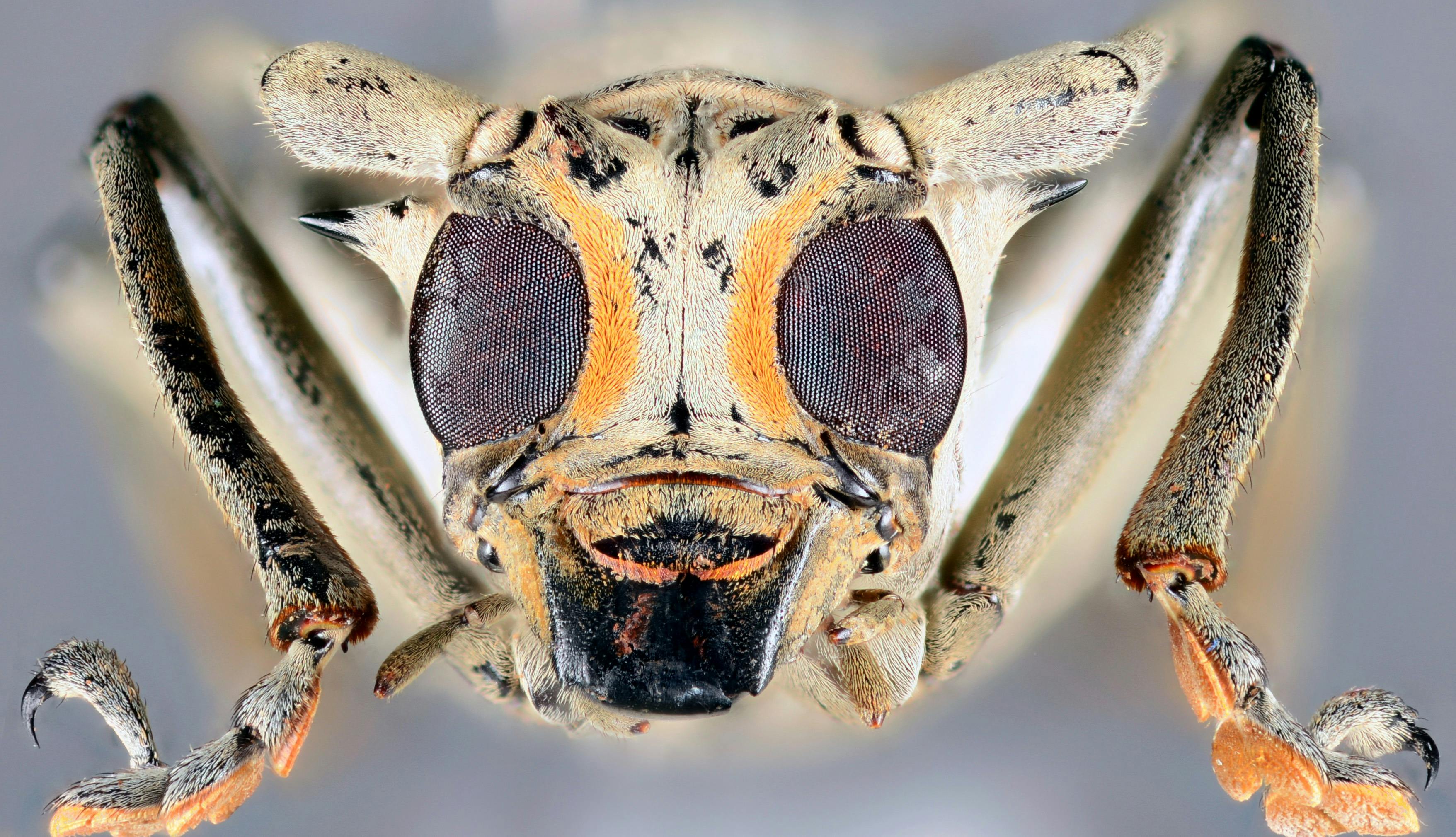 A macro close-up photo of a bug's face