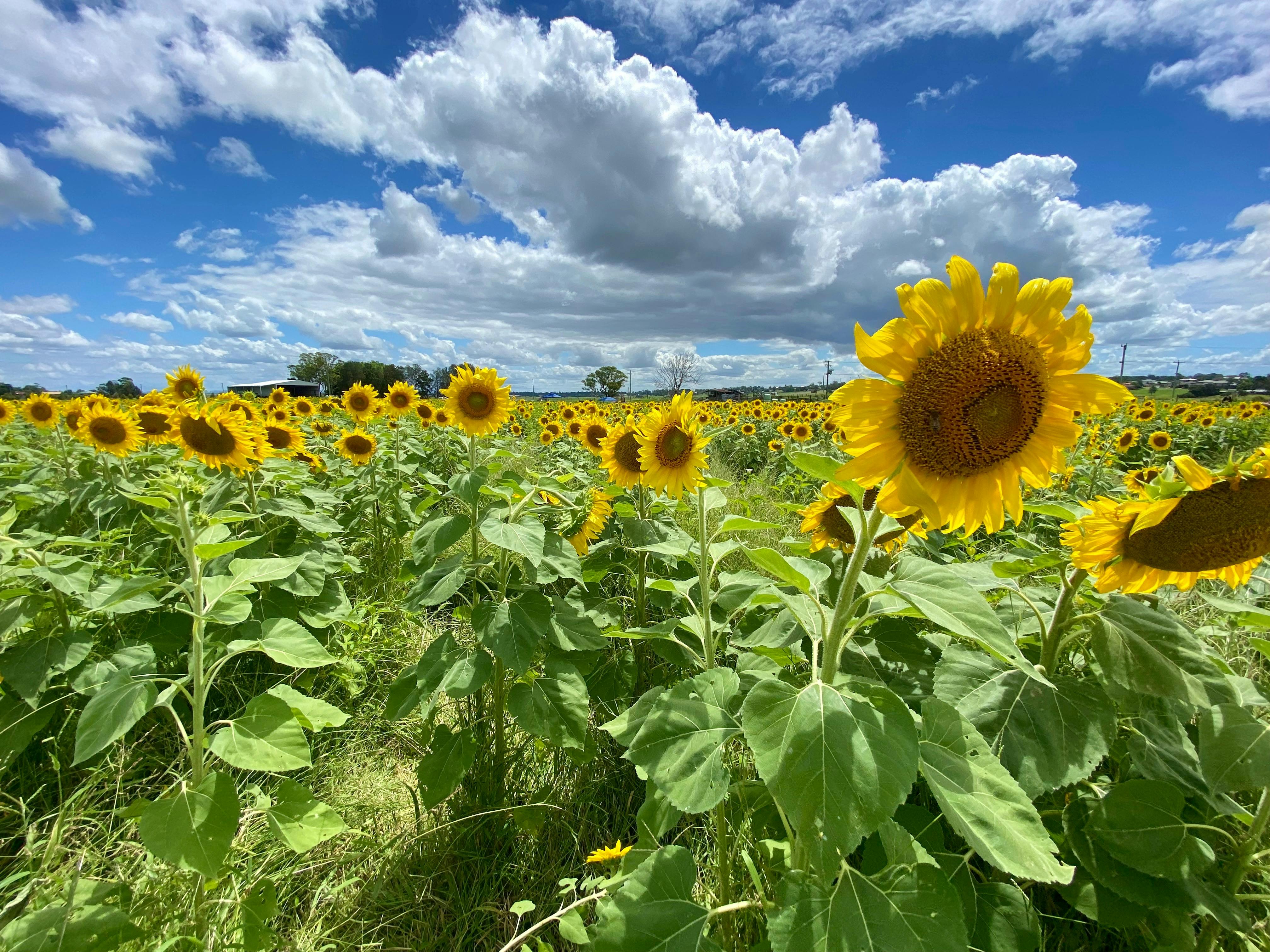 A sunflower field in the Hunter Valley