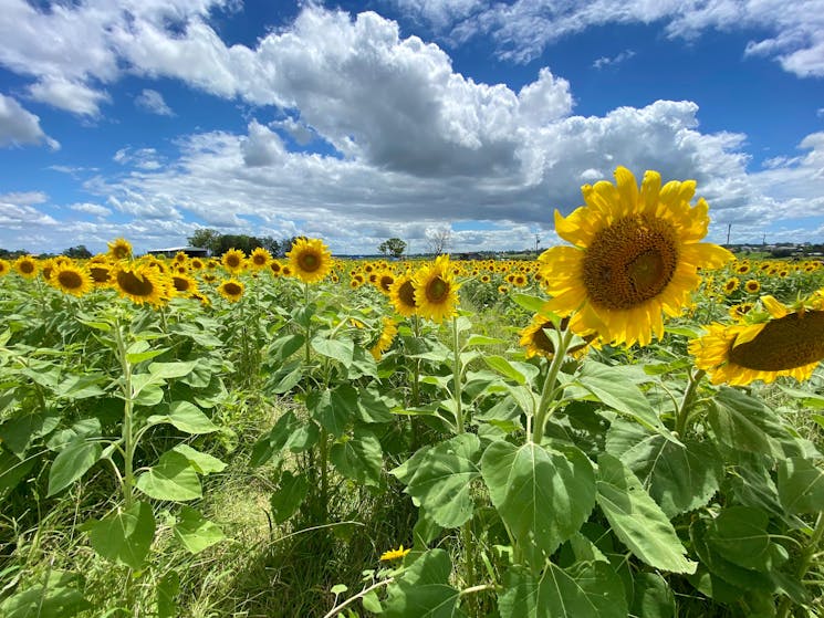 A sunflower field in the Hunter Valley