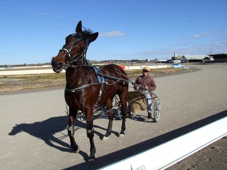 harness racing in Goulburn