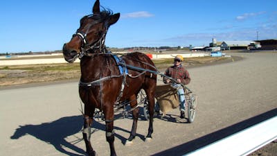 harness racing in Goulburn